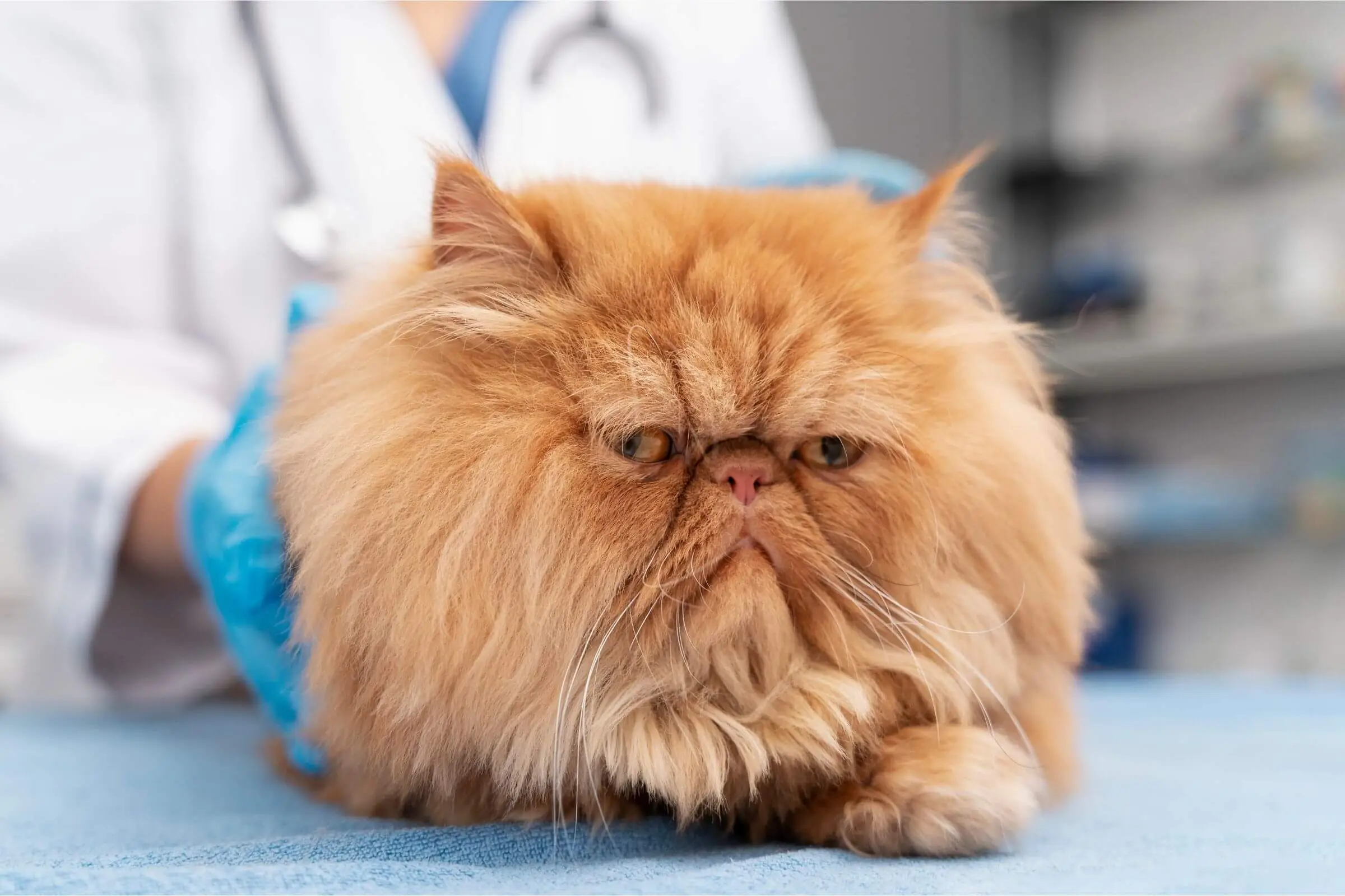 Como prevenir doenças renais em gatos? clínica veterinária 24h