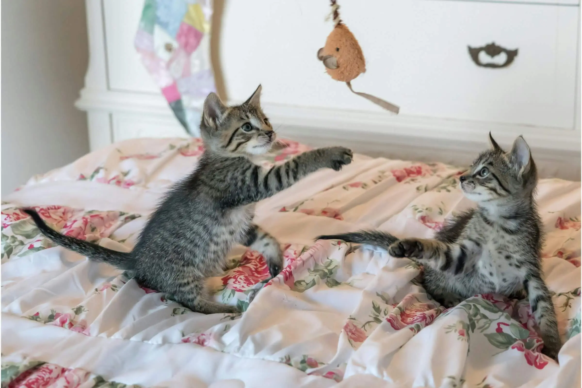 Como criar uma rotina saudável para o pet, clínica veterinária 24h