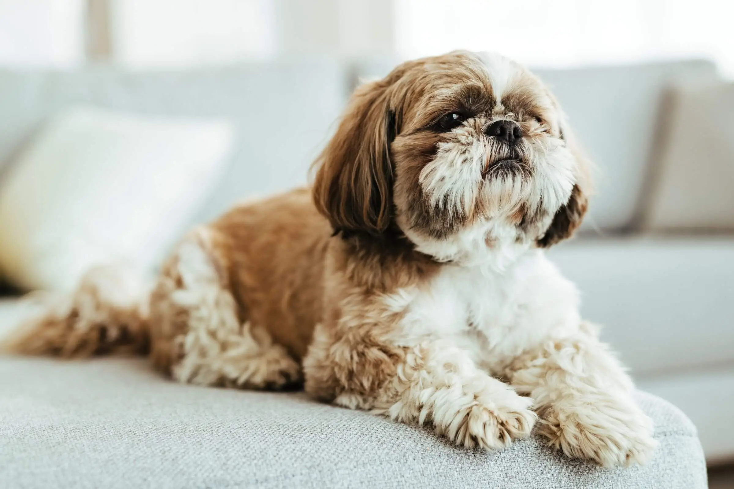 Quais vacinas meu shih tzu precisa tomar?