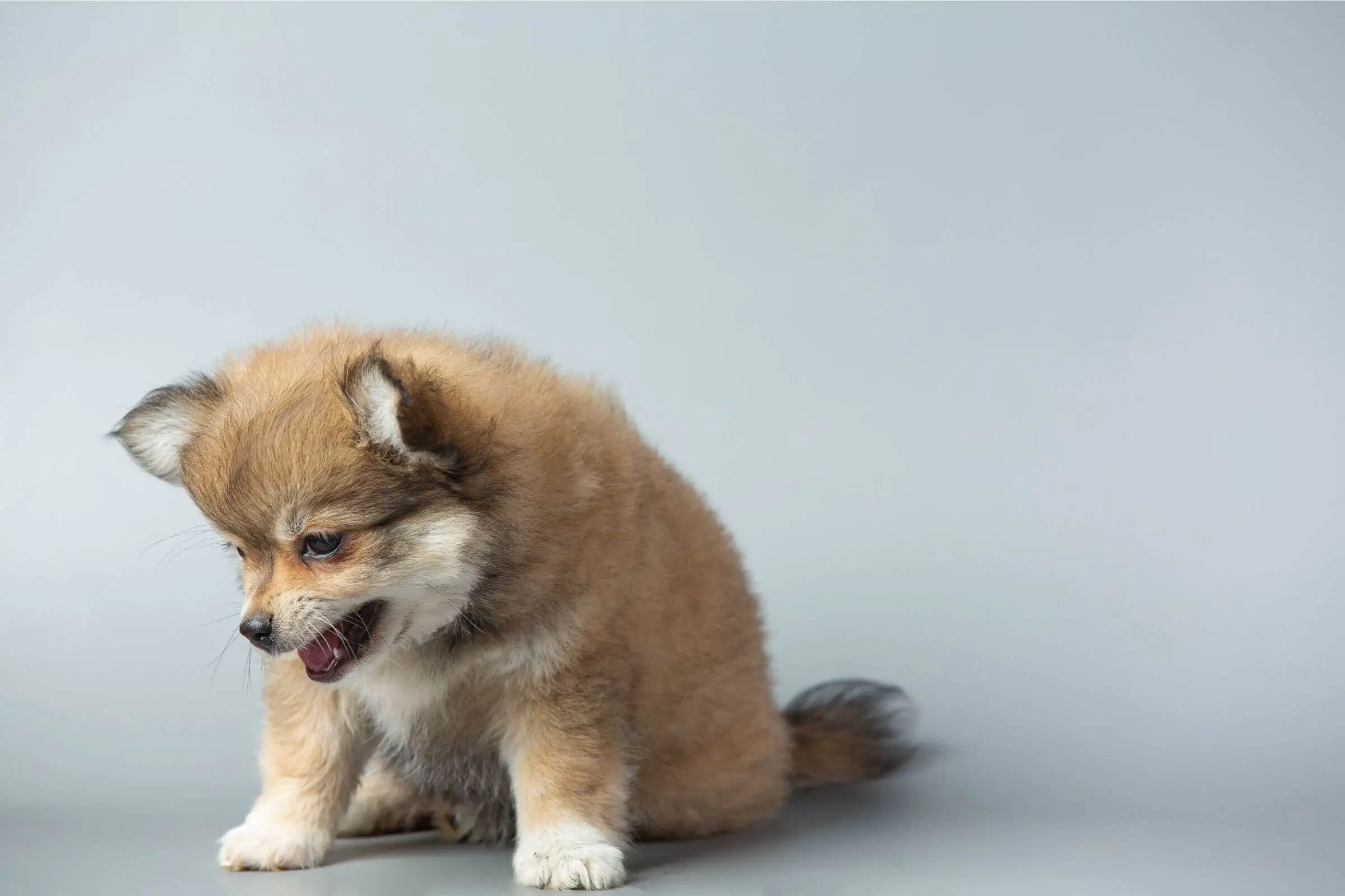 Tosse em cachorro: pode ser grave? clínica veterinária 24h