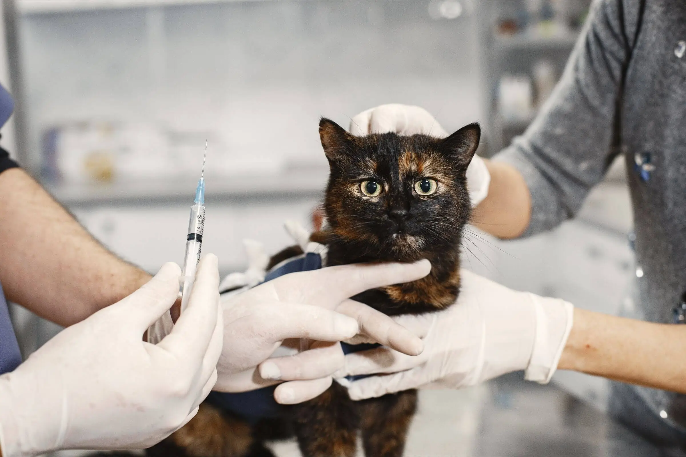 Vacinas essenciais para gatos: quais são e quando dar? clínica veterinária 24h