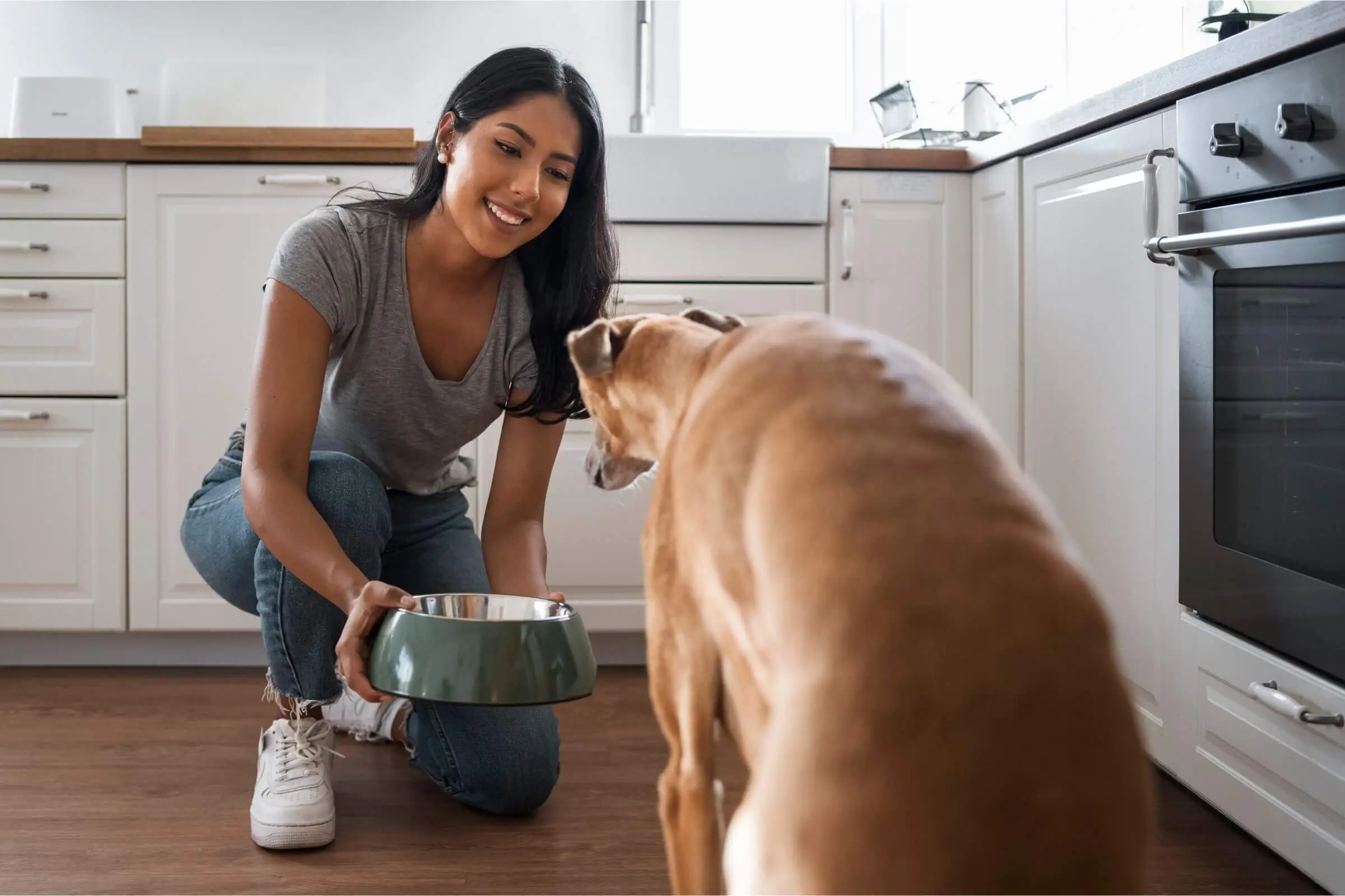 Alimentação pós-cirúrgica: o que é indicado? clínica veterinária 24h