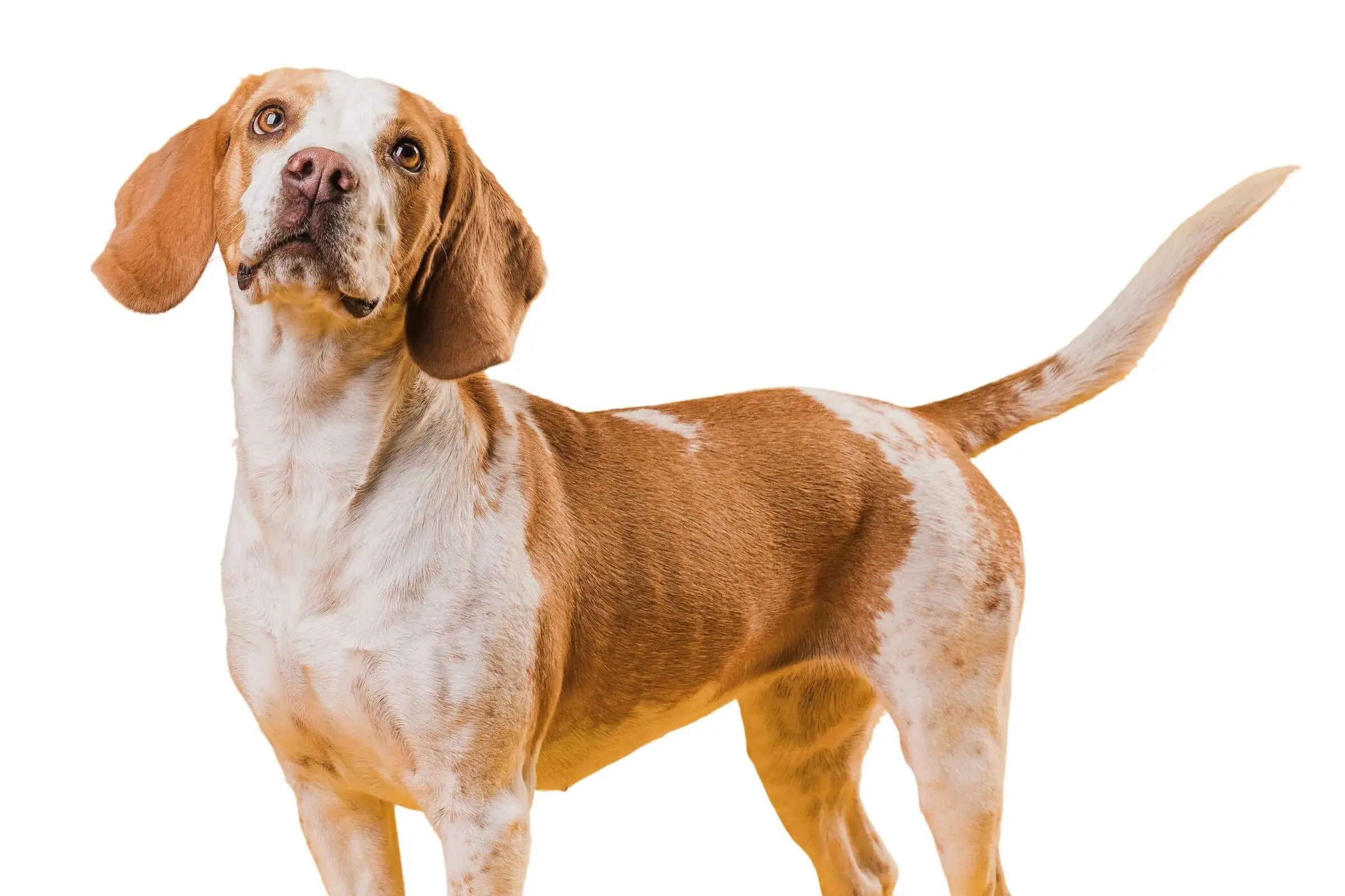 Síndrome da cabeça tombada em pets: o que é isso? clínica veterinária 24h