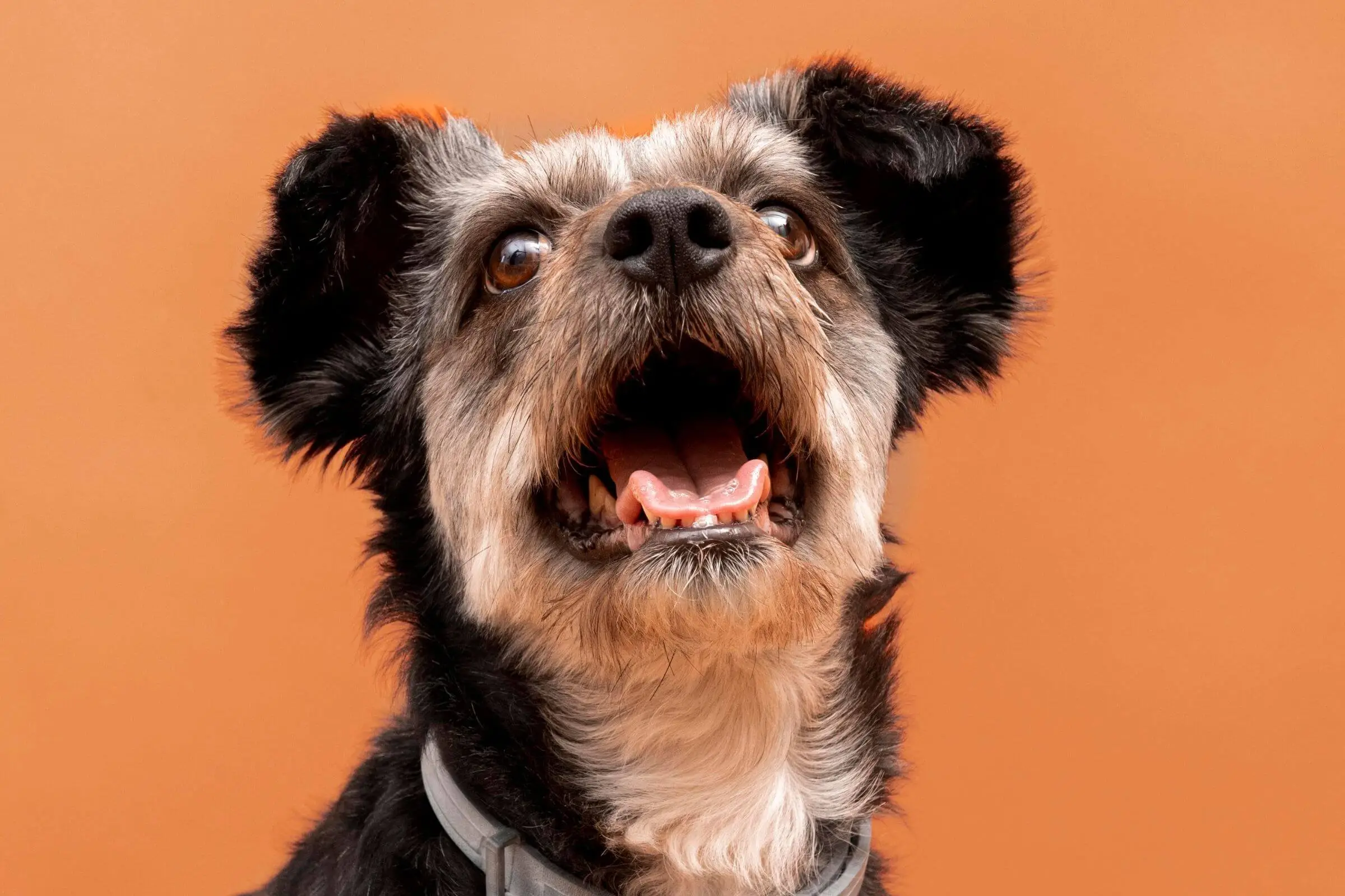 Meu cachorro tem tosse seca: pode ser cardíaco? clínica veterinária 24h