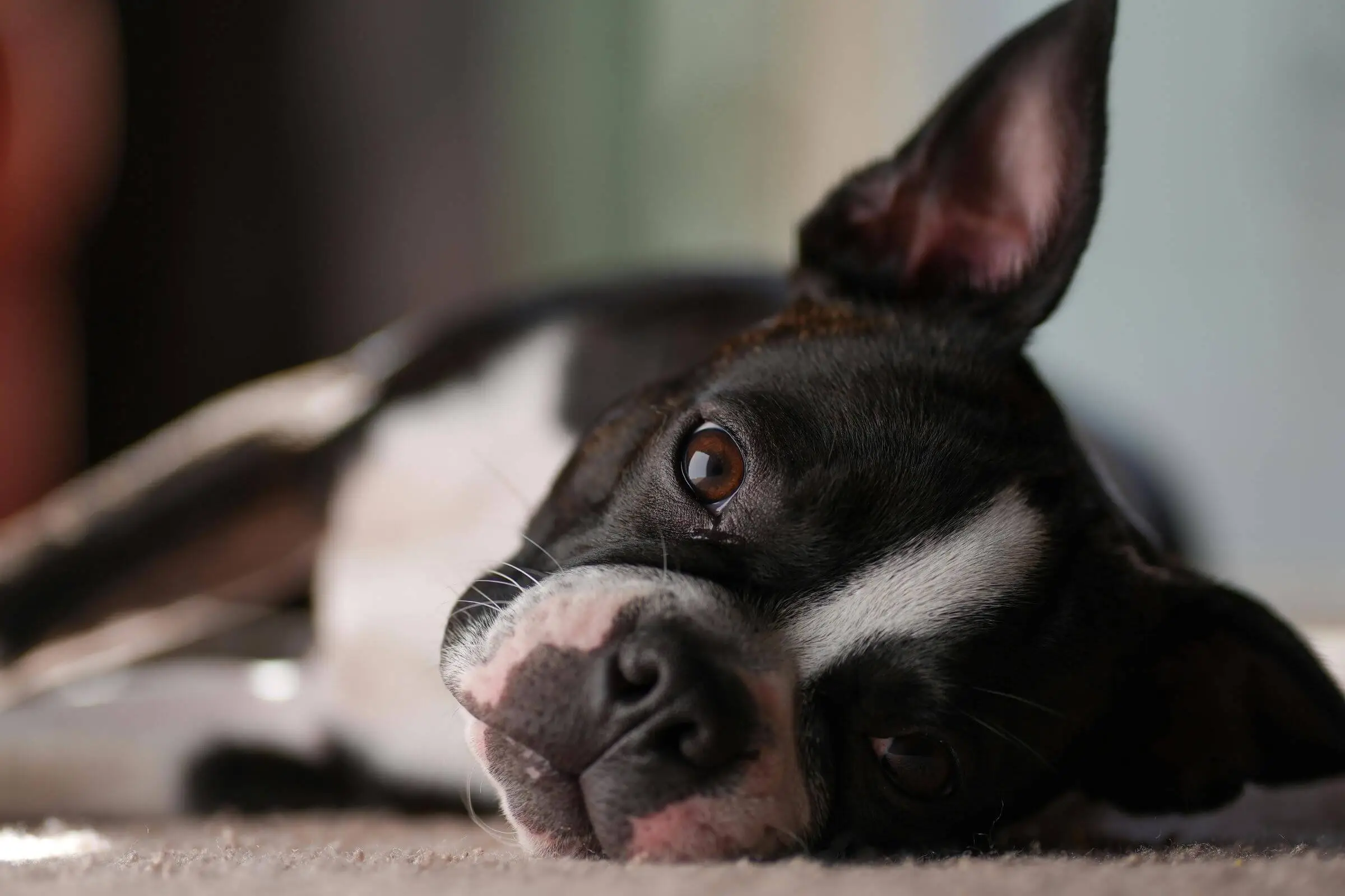 Alterações de comportamento súbitas: quando procurar um neuro? clínica veterinária 24h