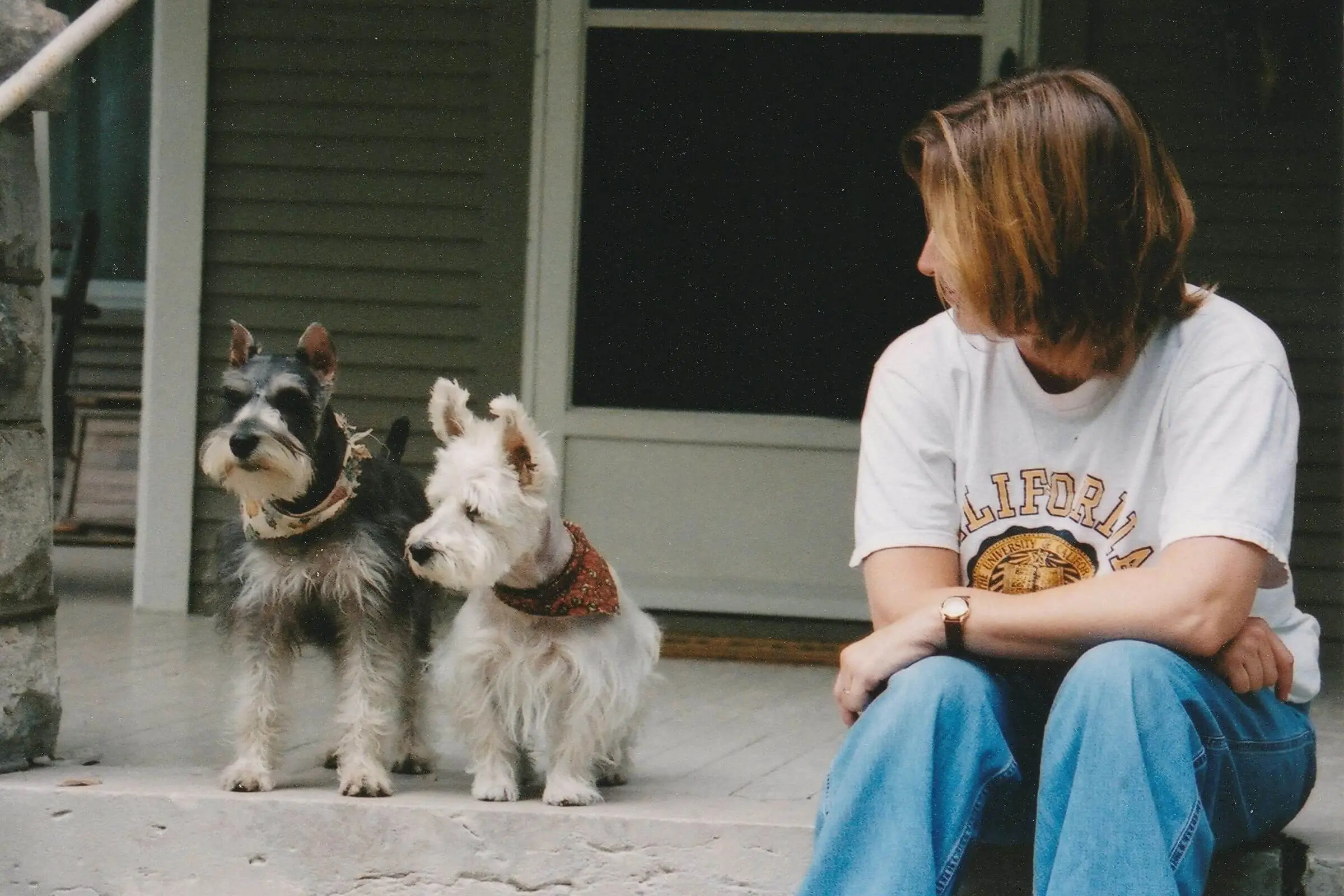 Meu pet tem cristais na urina: é grave? clínica veterinária 24h