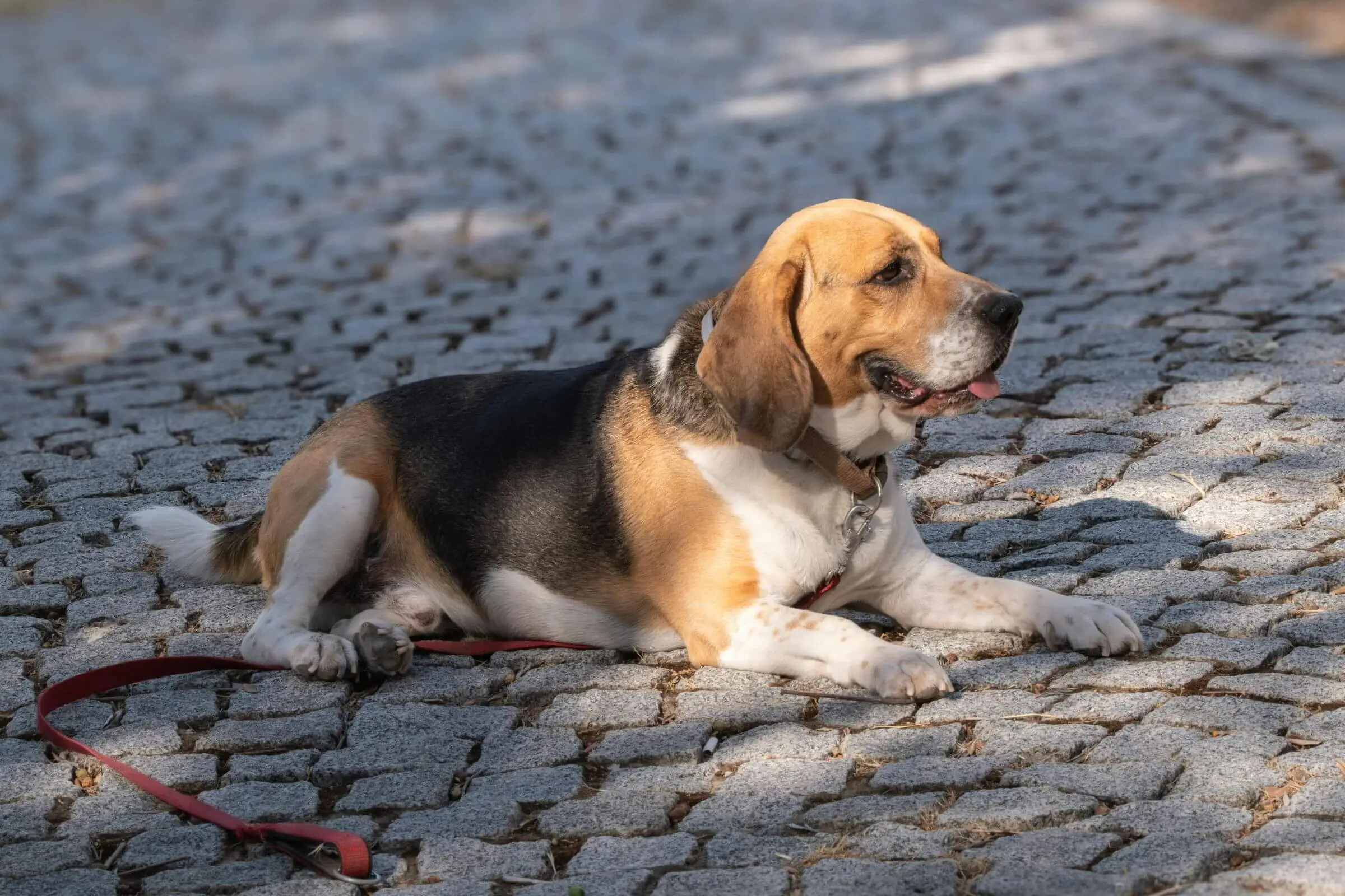 O que fazer se o pet sumir de casa? clínica veterinária 24h