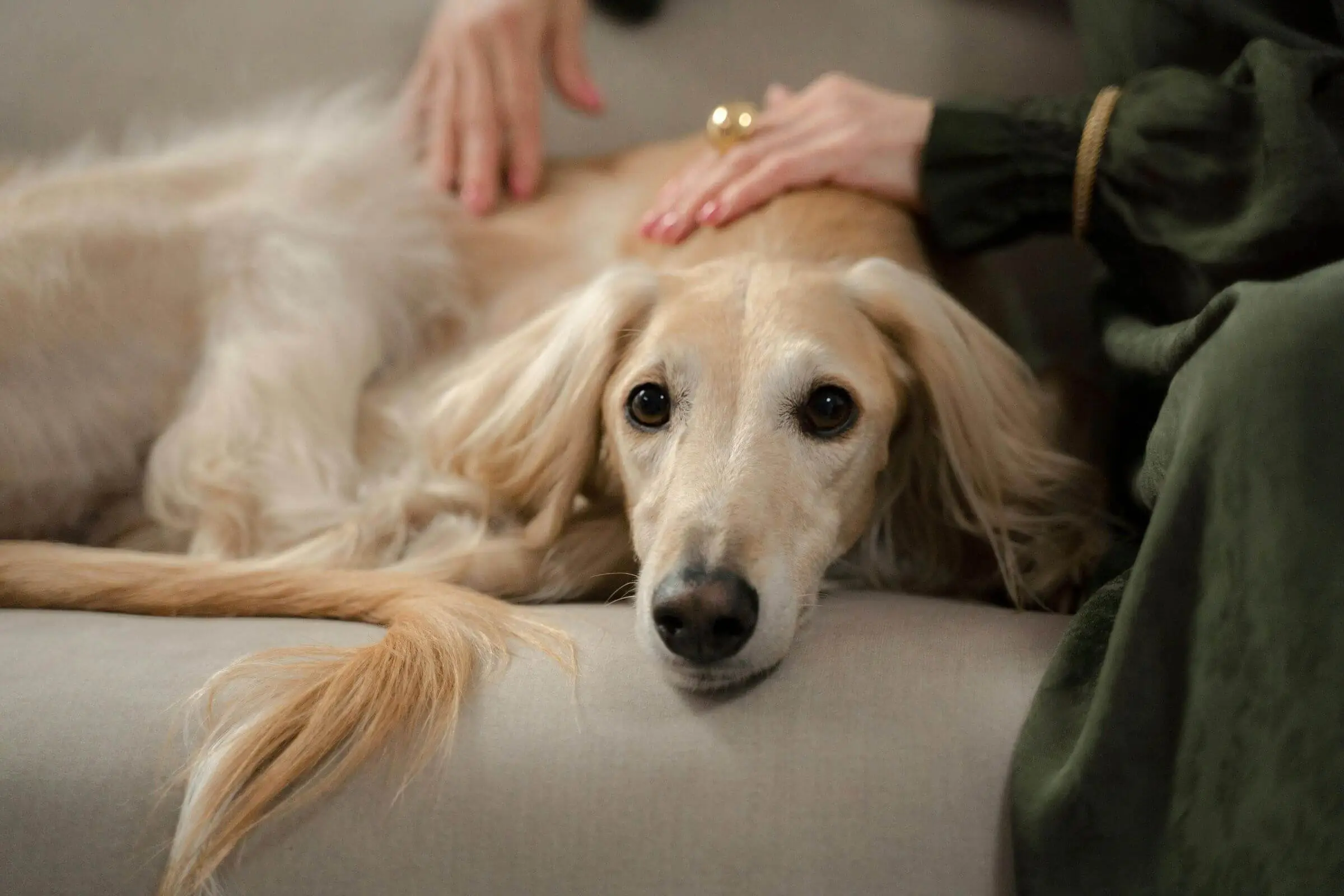 Como saber se o pet tem dor crônica? clínica veterinária 24h
