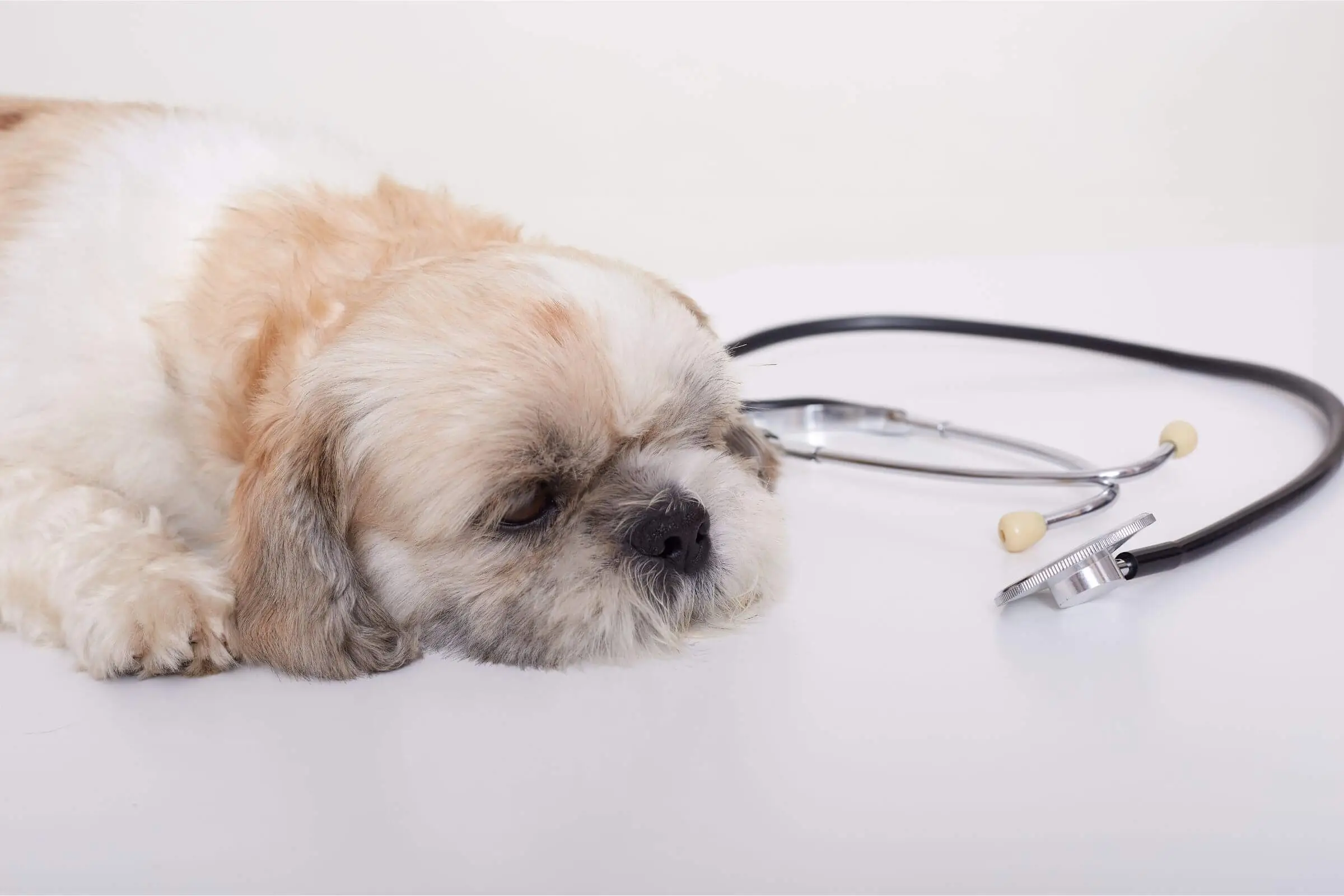 Como saber se o fígado do pet está funcionando bem? clínica veterinária 24h