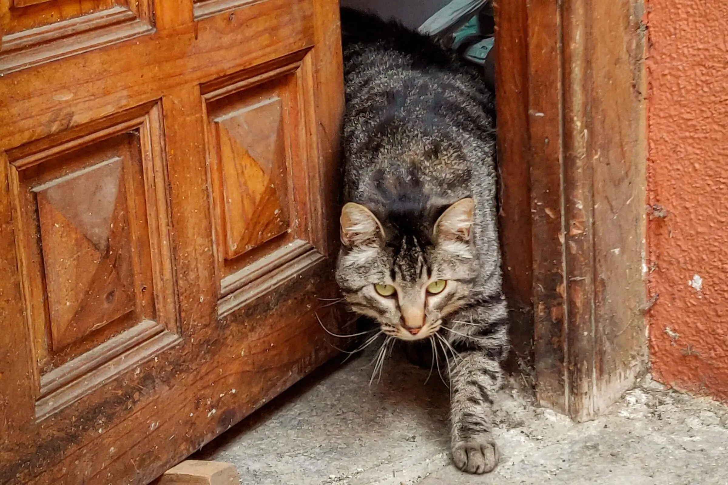 Como evitar que o gato fuja de casa? clínica veterinária 24h