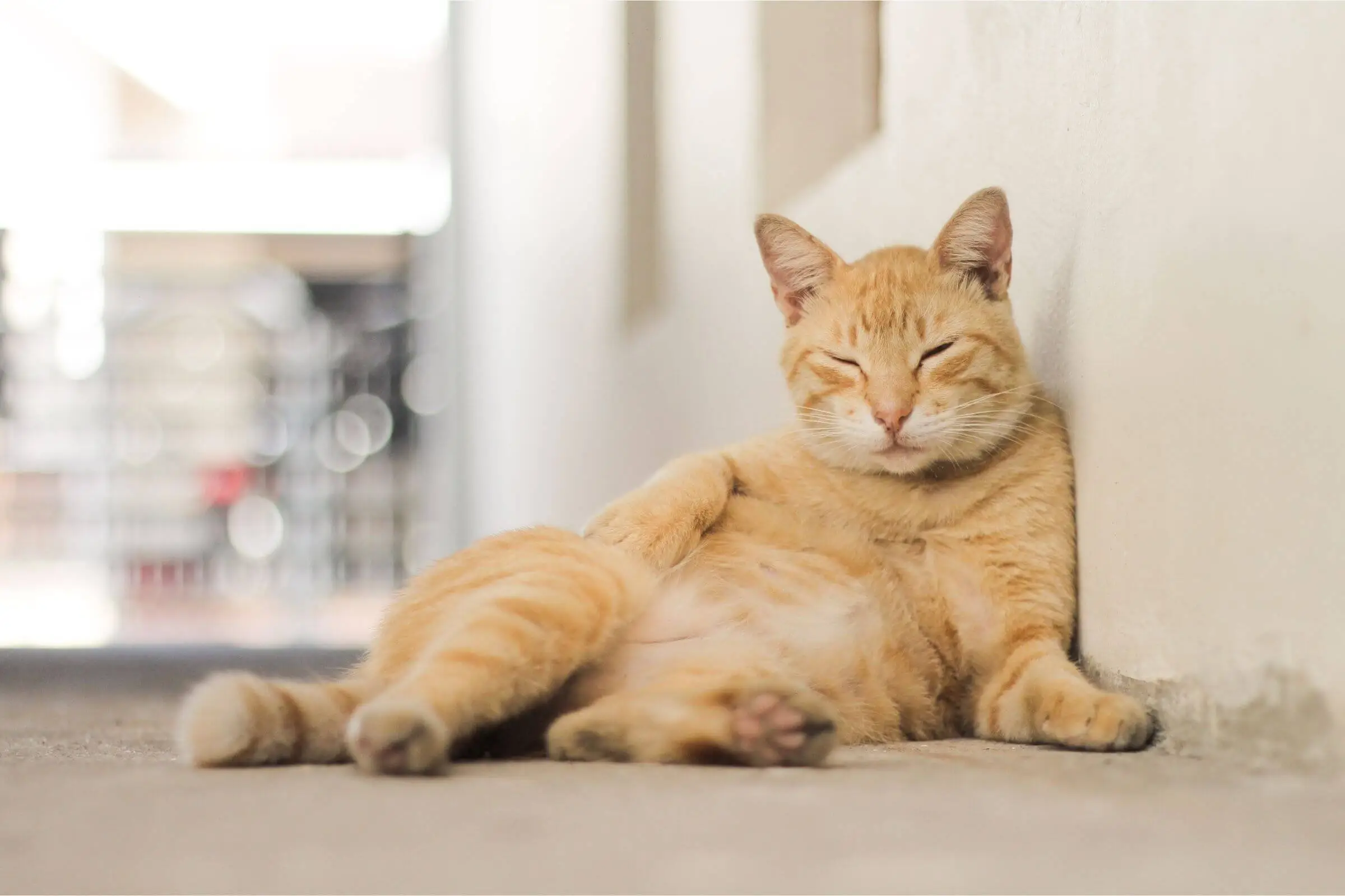 Gato com barriga inchada: o que pode ser? clínica veterinária 24h