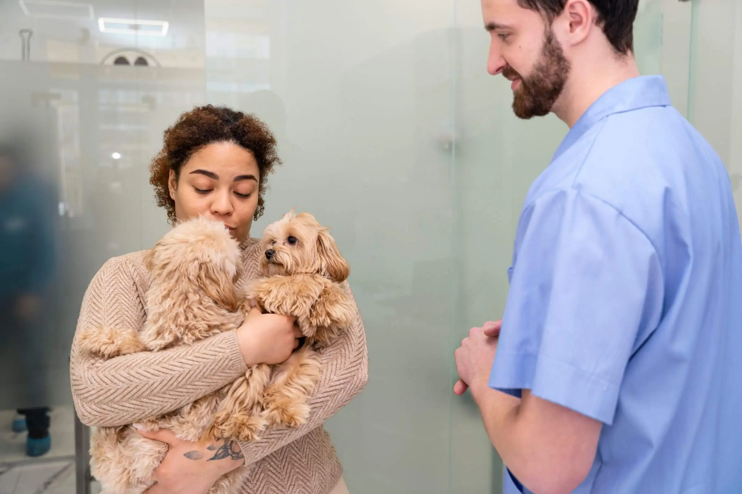 Quantas vezes por ano devo levar meu pet ao veterinário? clínica veterinária 24h