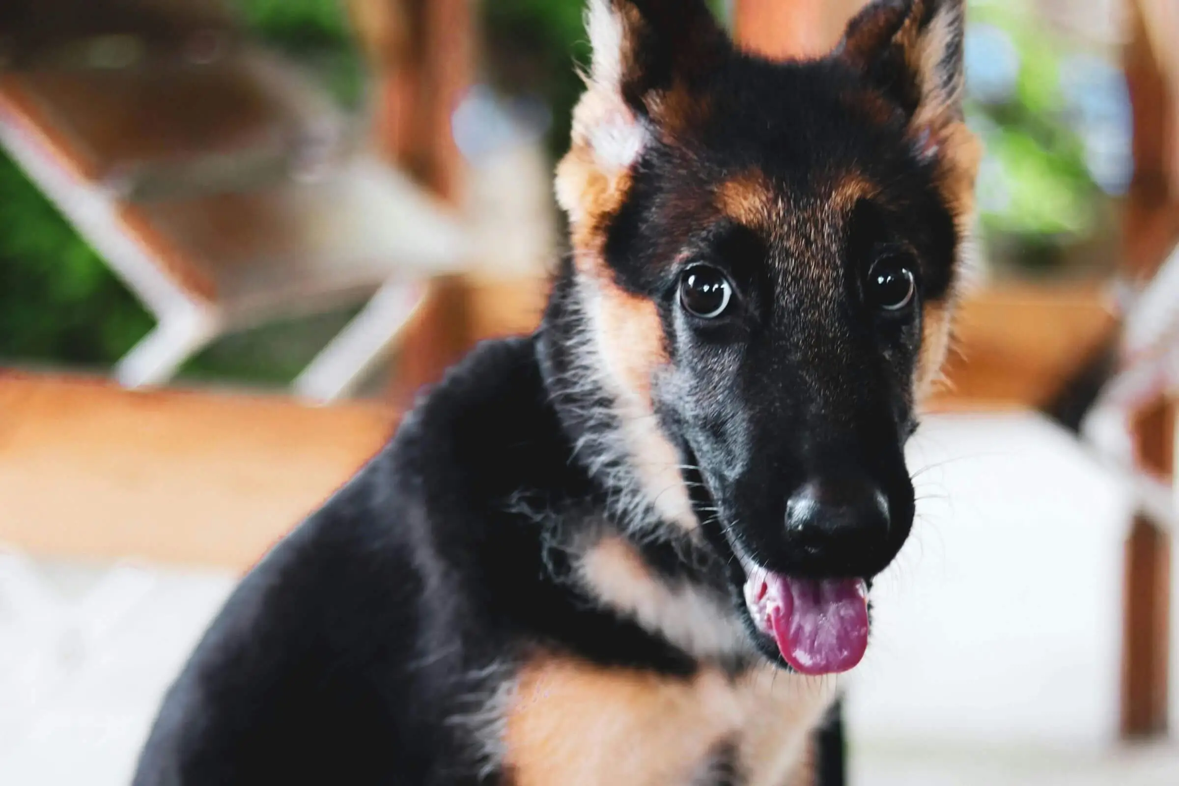 Pet com língua roxa: sinal de falta de oxigenação? clínica veterinária 24h