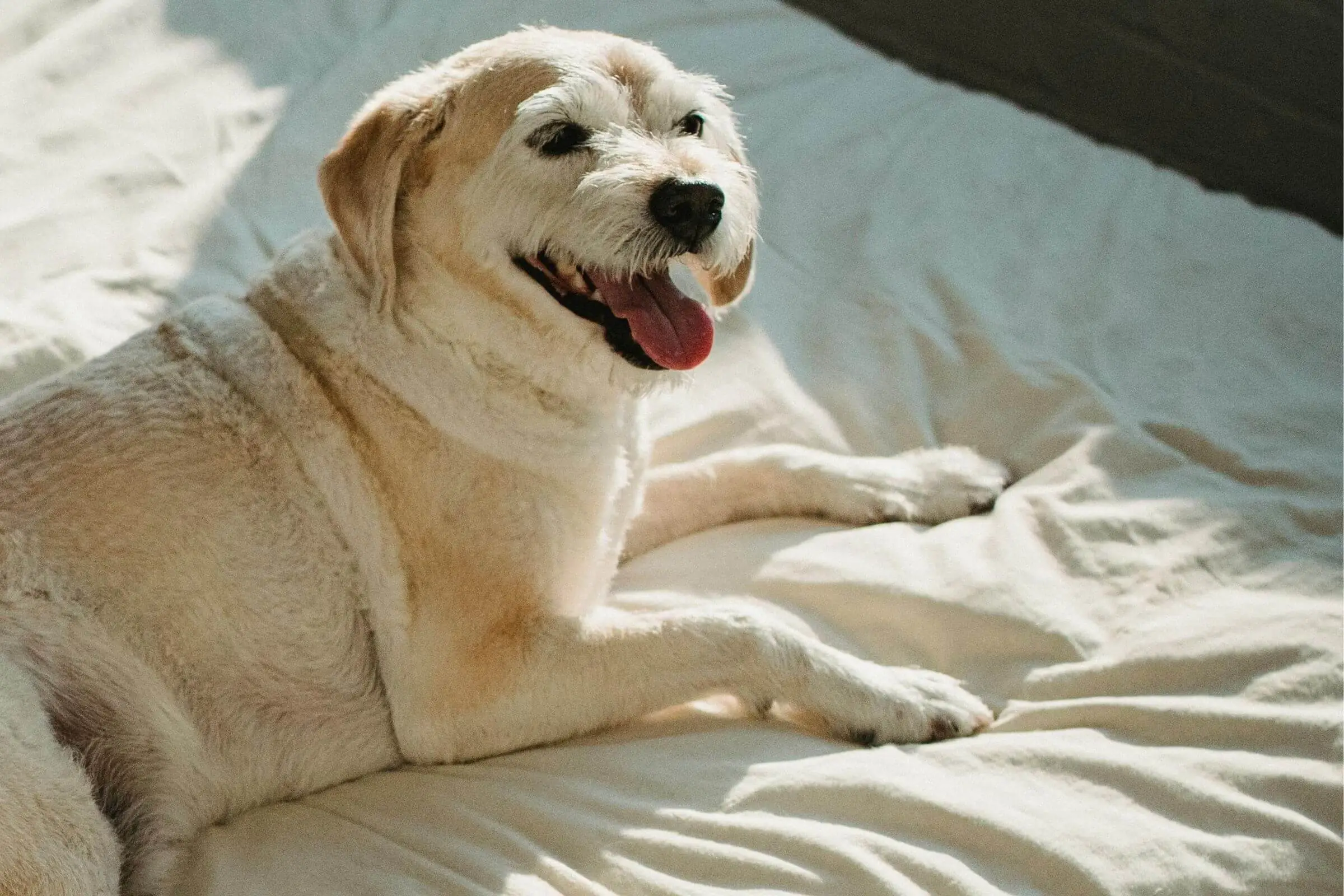 Pet com respiração ofegante em repouso: é perigoso? clínica veterinária 24h