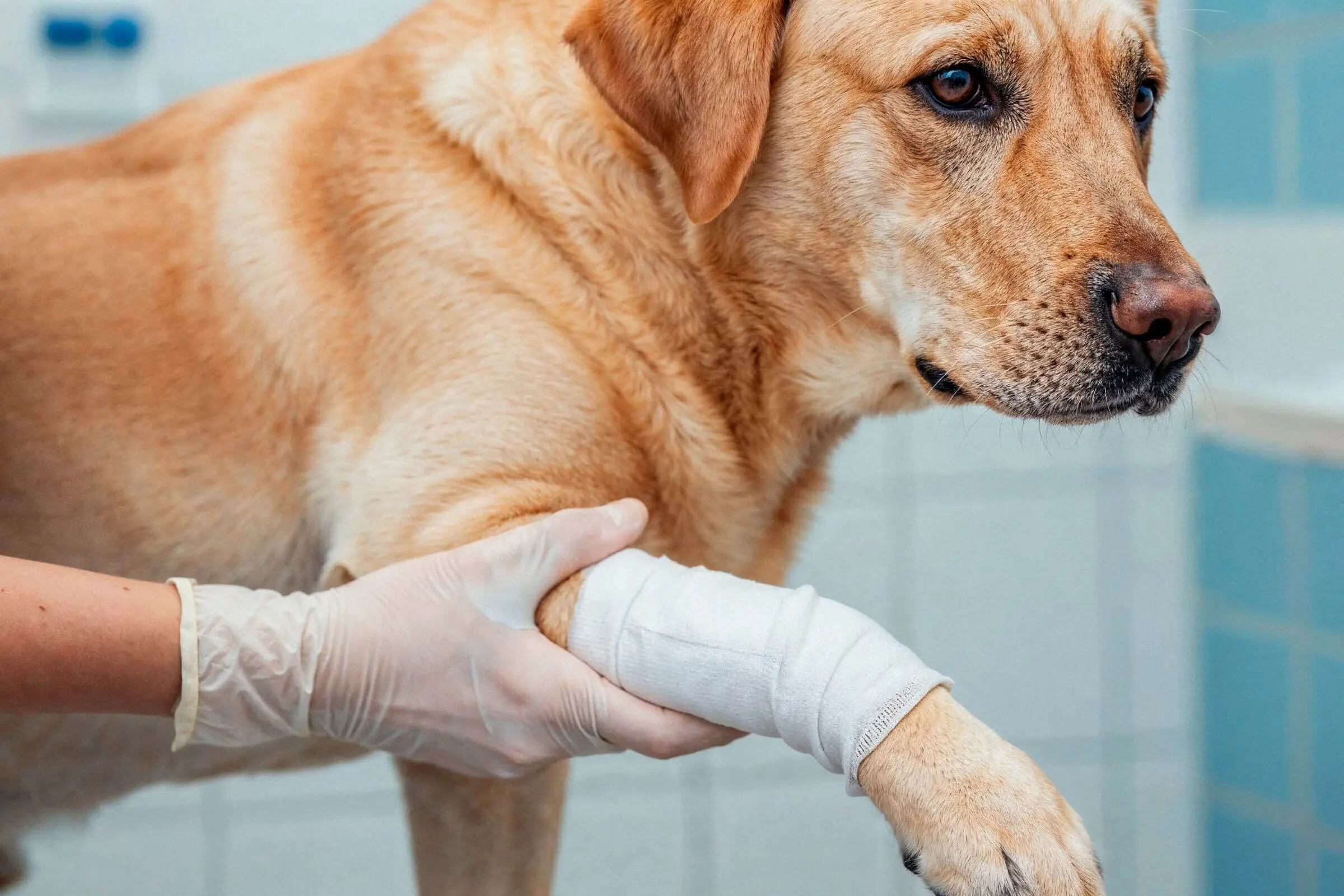 Pet operado não quer comer: o que fazer? clínica veterinária 24h