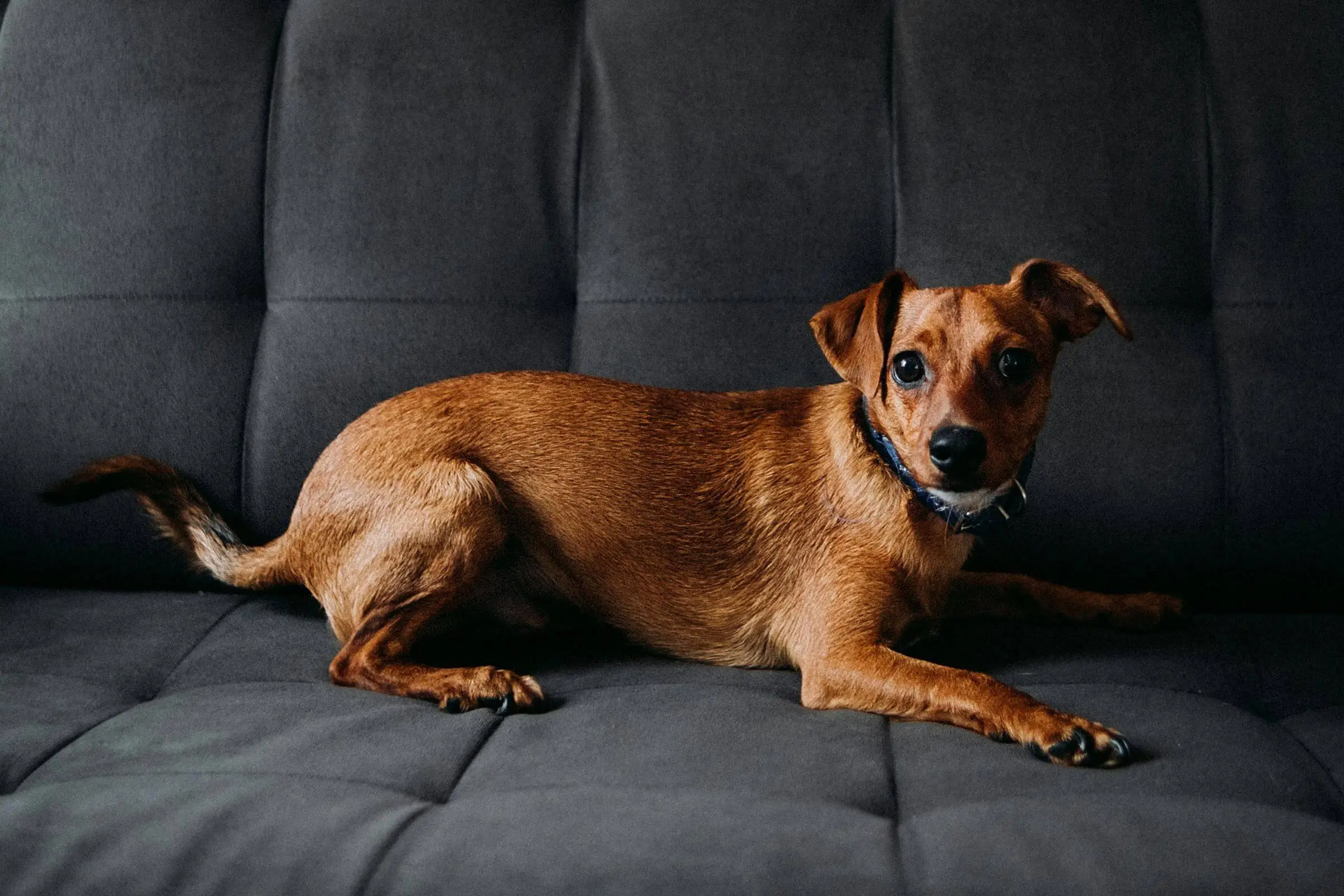 Pet com rigidez muscular: é sintoma de doença neurológica? clínica veterinária 24h
