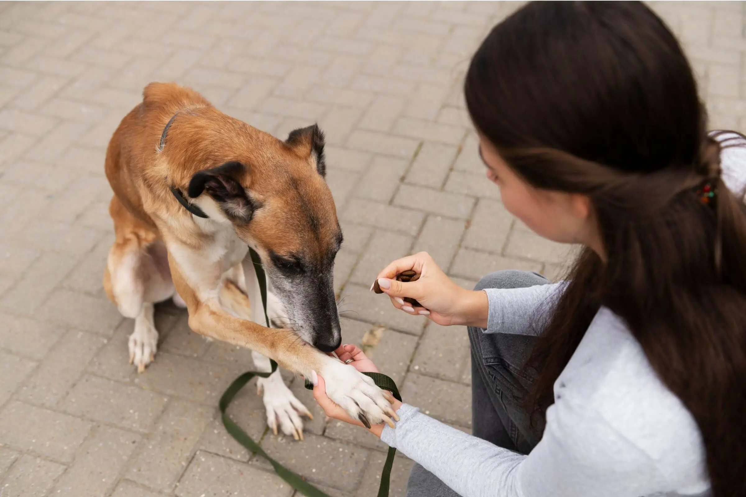 Meu pet perdeu peso sem dieta: pode ser hormonal? clínica veterinária 24h