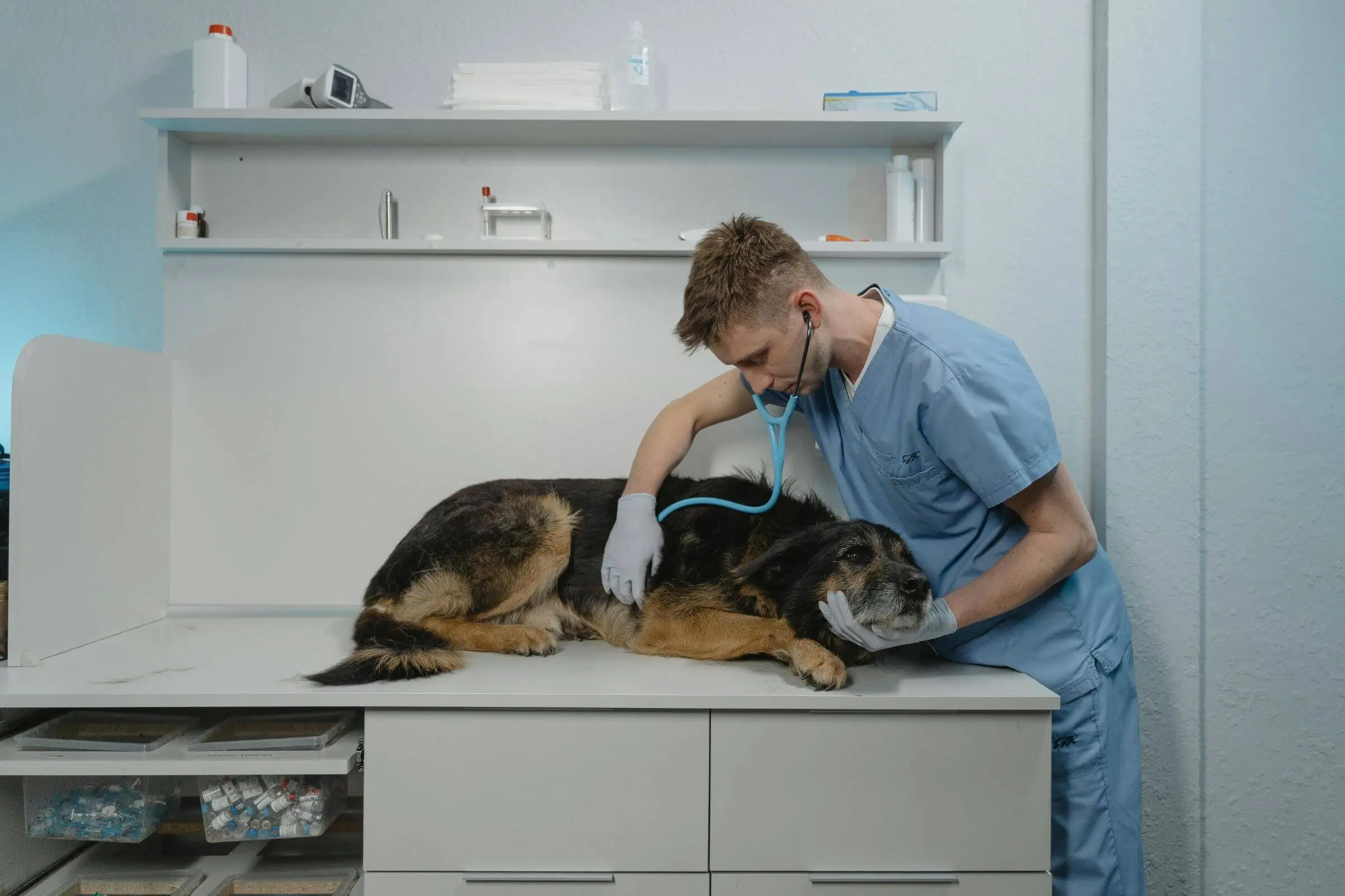 Diferença entre sopro funcional e patológico, clínica veterinária 24h