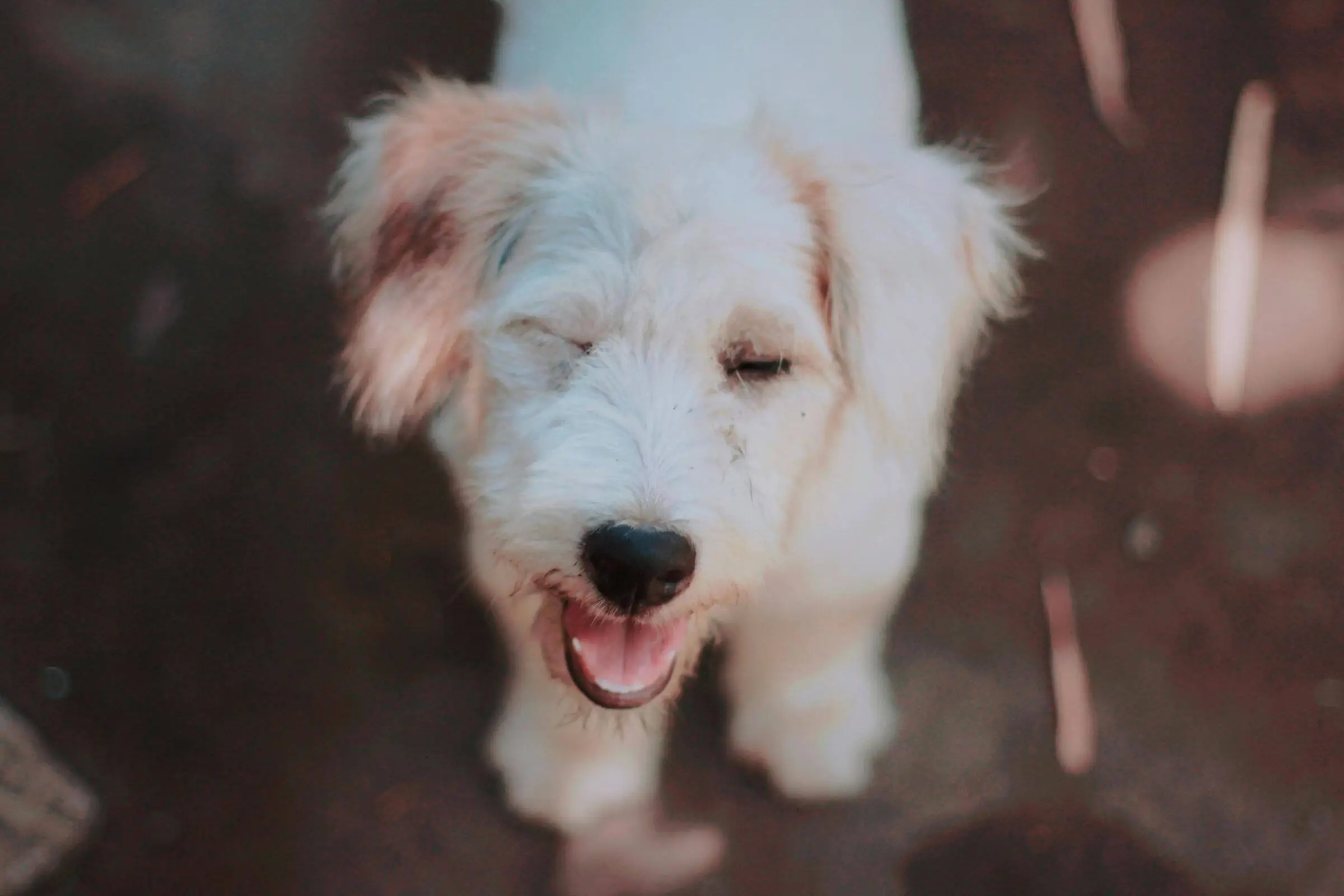 Tique nervoso em pets: quando investigar? clínica veterinária 24h