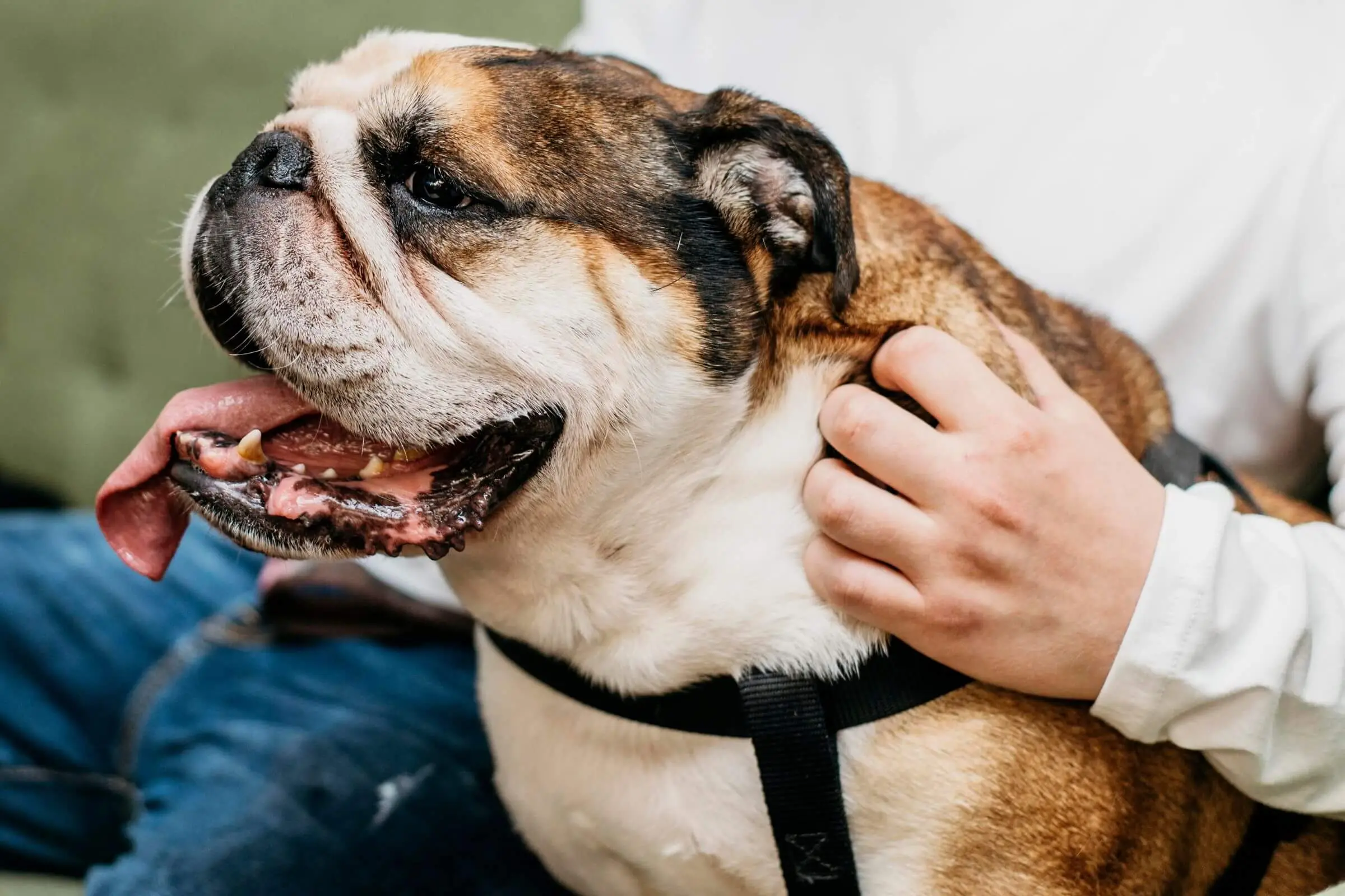 O que significa “colapso de traqueia” em cães? clínica veterinária 24h