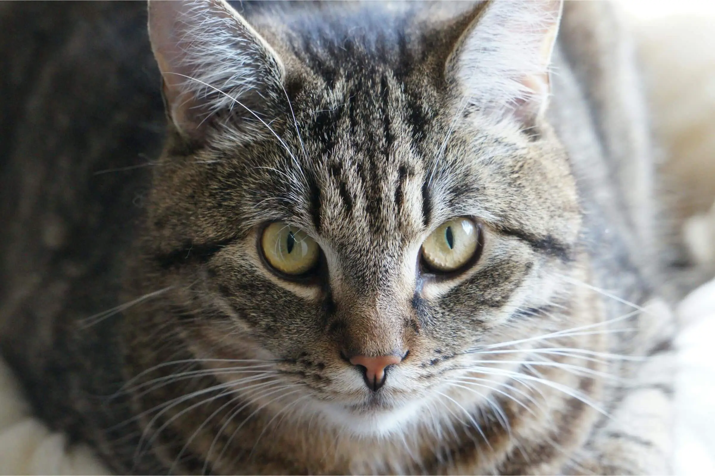 Meu pet tem episódios de tremedeira: é neurológico? clínica veterinária 24h