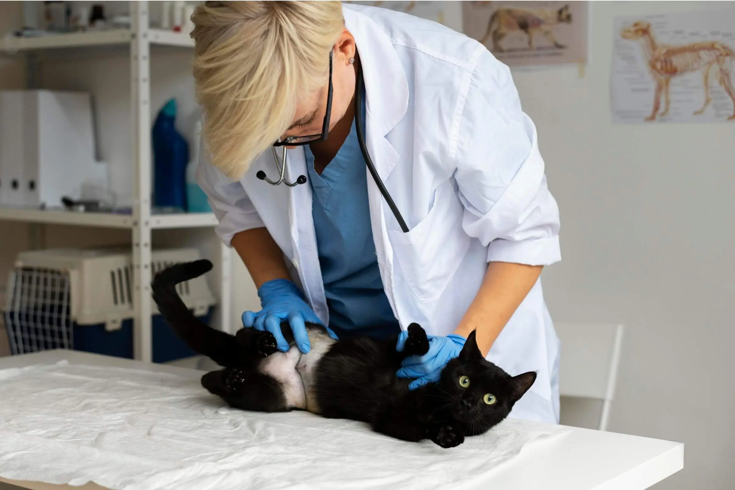 O que é ultrassom abdominal veterinário e quando fazer? clínica veterinária 24h