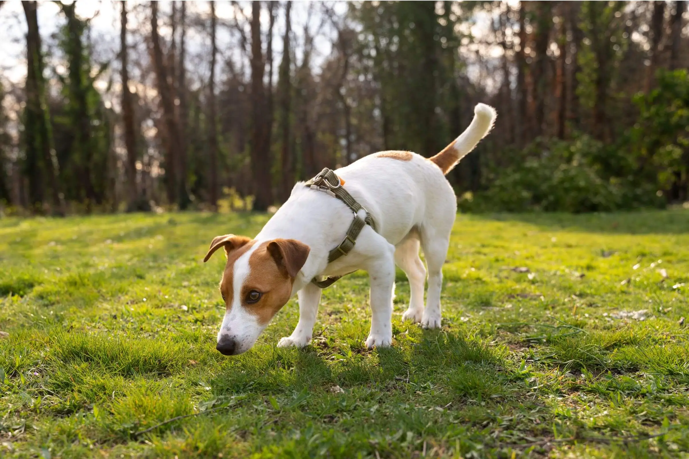 Meu cachorro está urinando muito: pode ser diabetes ou rim? clínica veterinária 24h