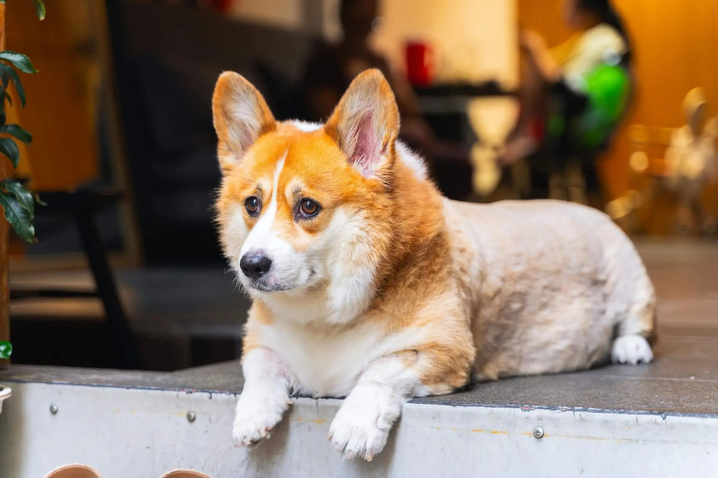 Meu cachorro engordou após castração: o que fazer? clínica veterinária 24h