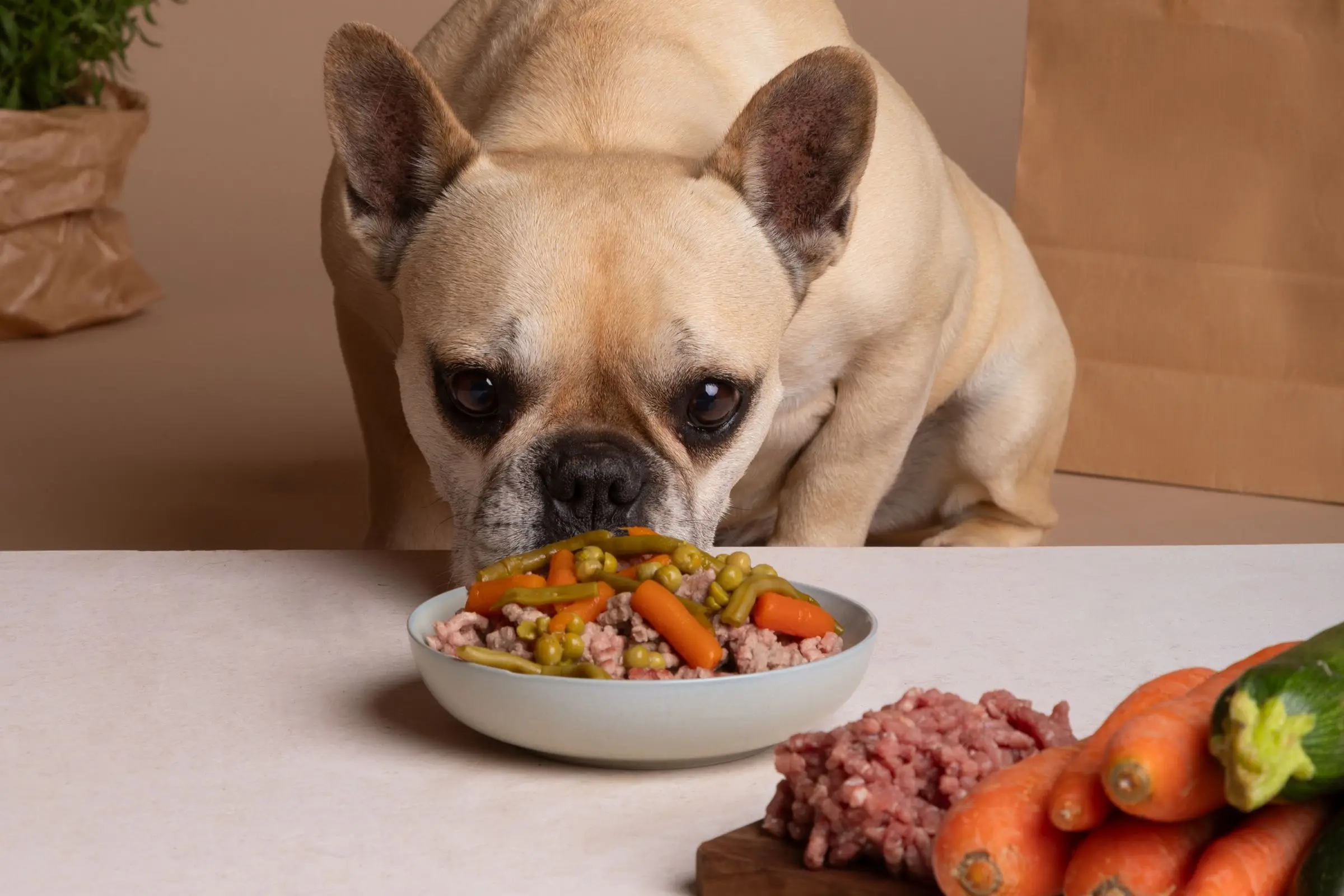 Posso dar comida caseira para o meu cachorro? clínica veterinária 24h