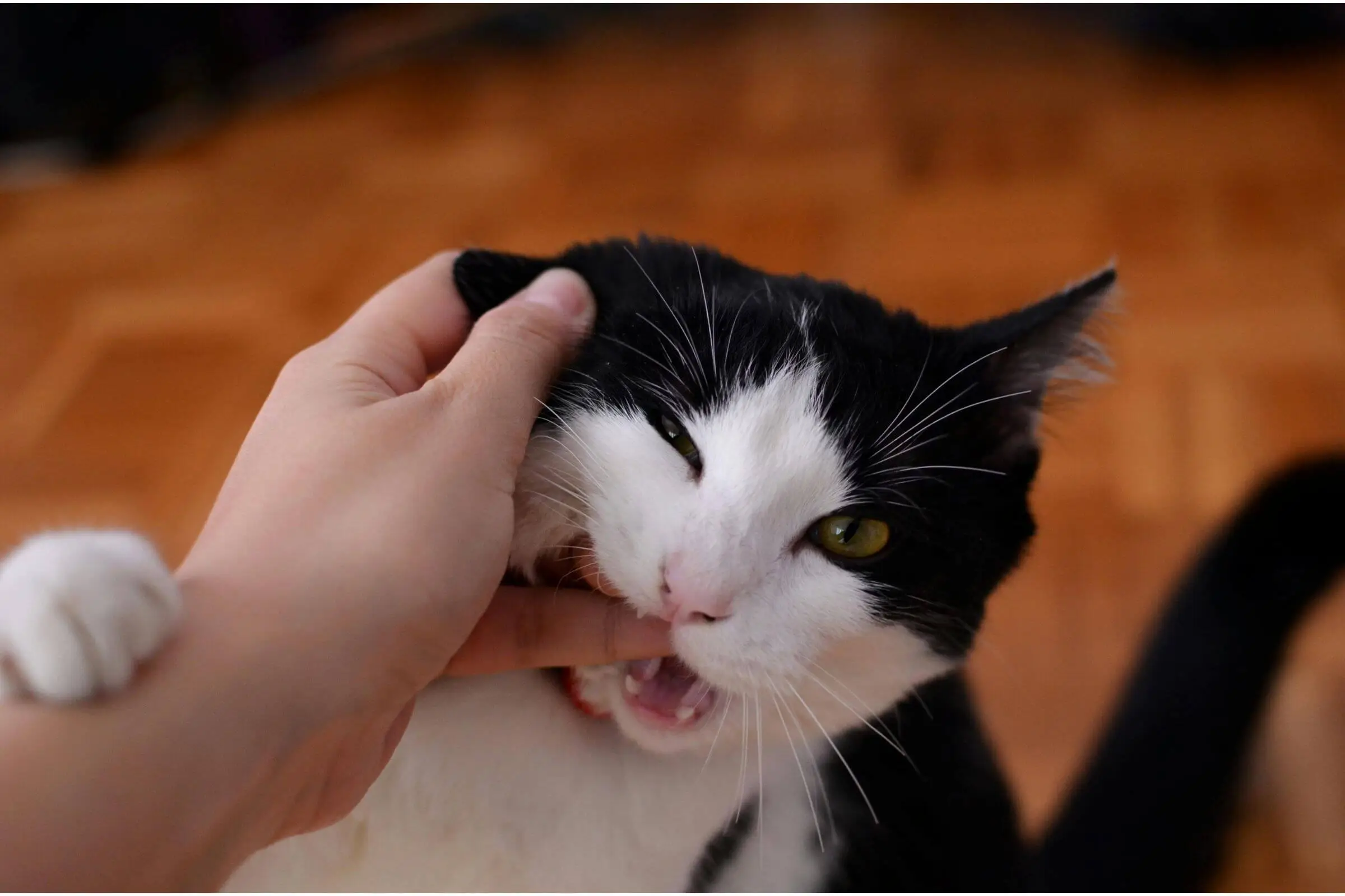 Por que meu gato me morde quando faço carinho? clínica veterinária 24h