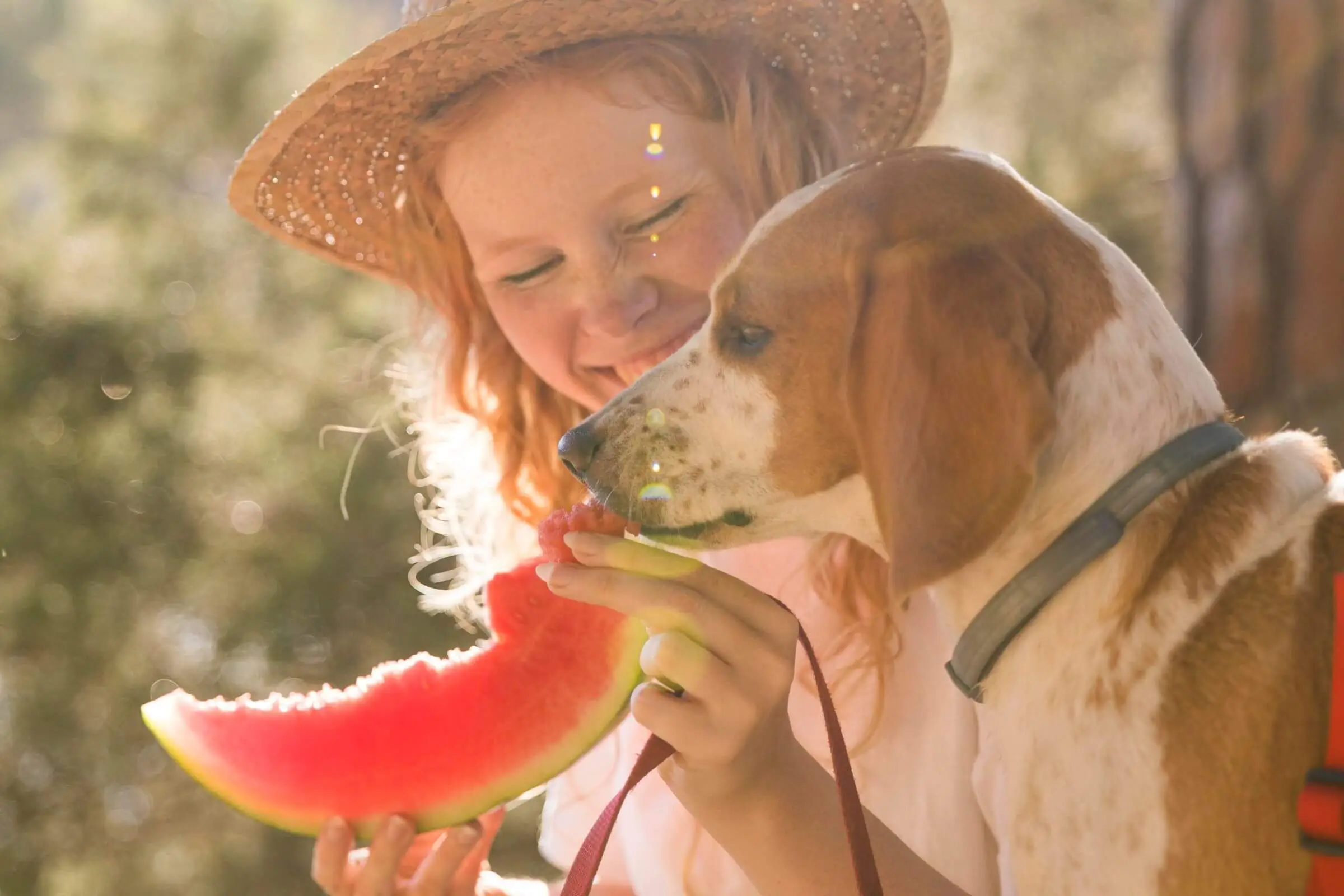 Quais alimentos naturais posso oferecer como petisco? clínica veterinária 24h
