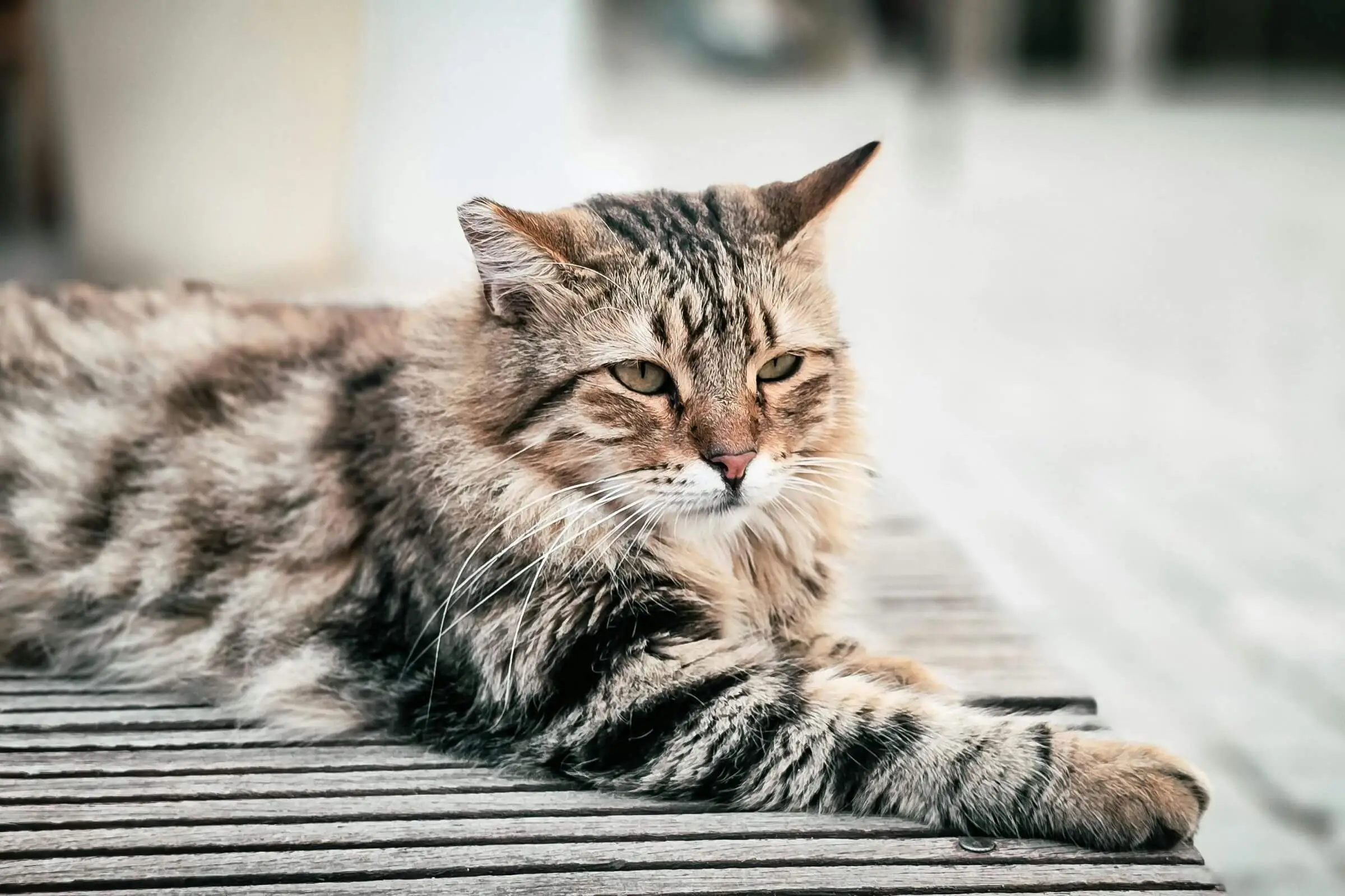 Quais doenças mais comuns afetam gatos idosos? clínica veterinária 24h