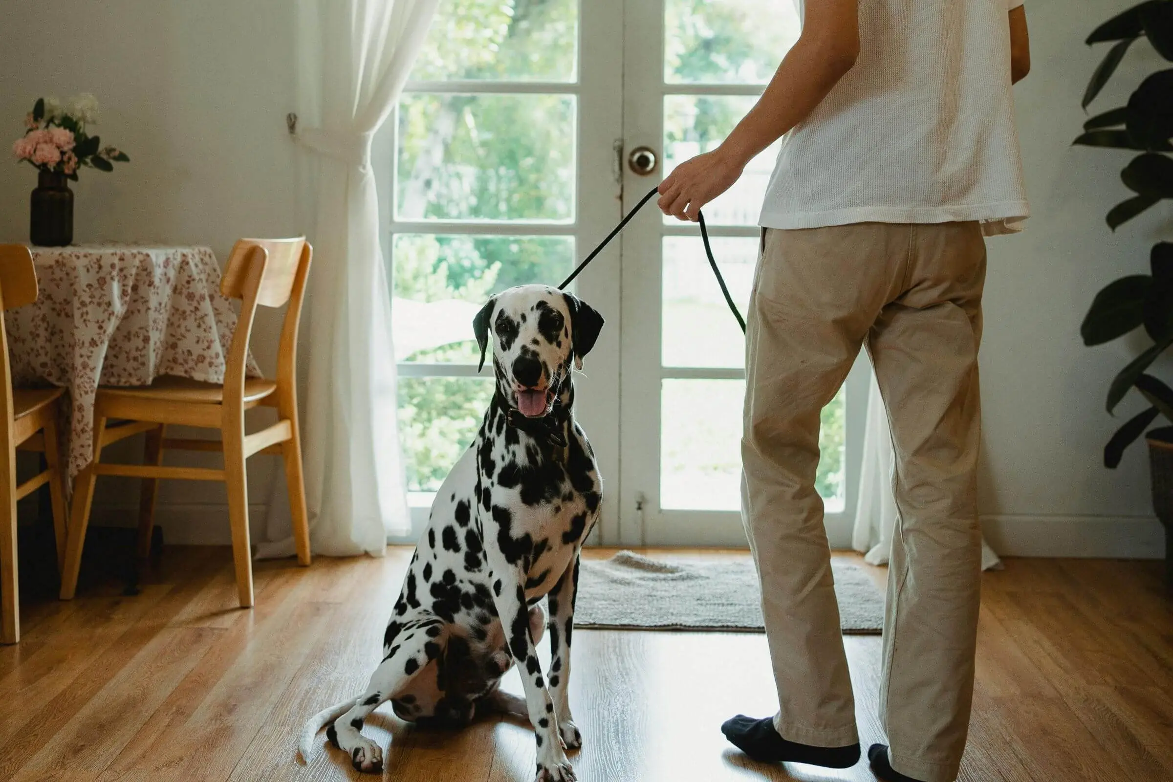 Por que meu pet não gosta de passear? clínica veterinária 24h