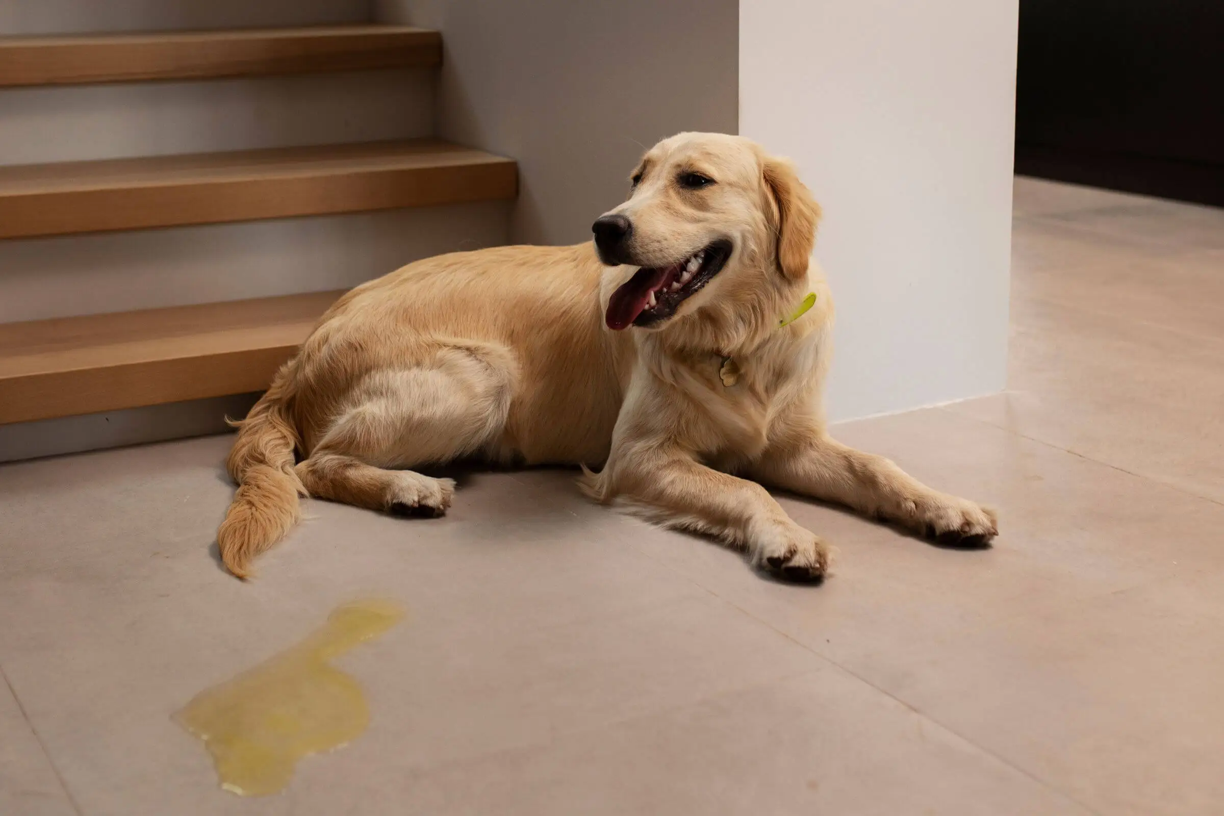 Como lidar com o xixi fora do lugar? clínica veterinária 24h