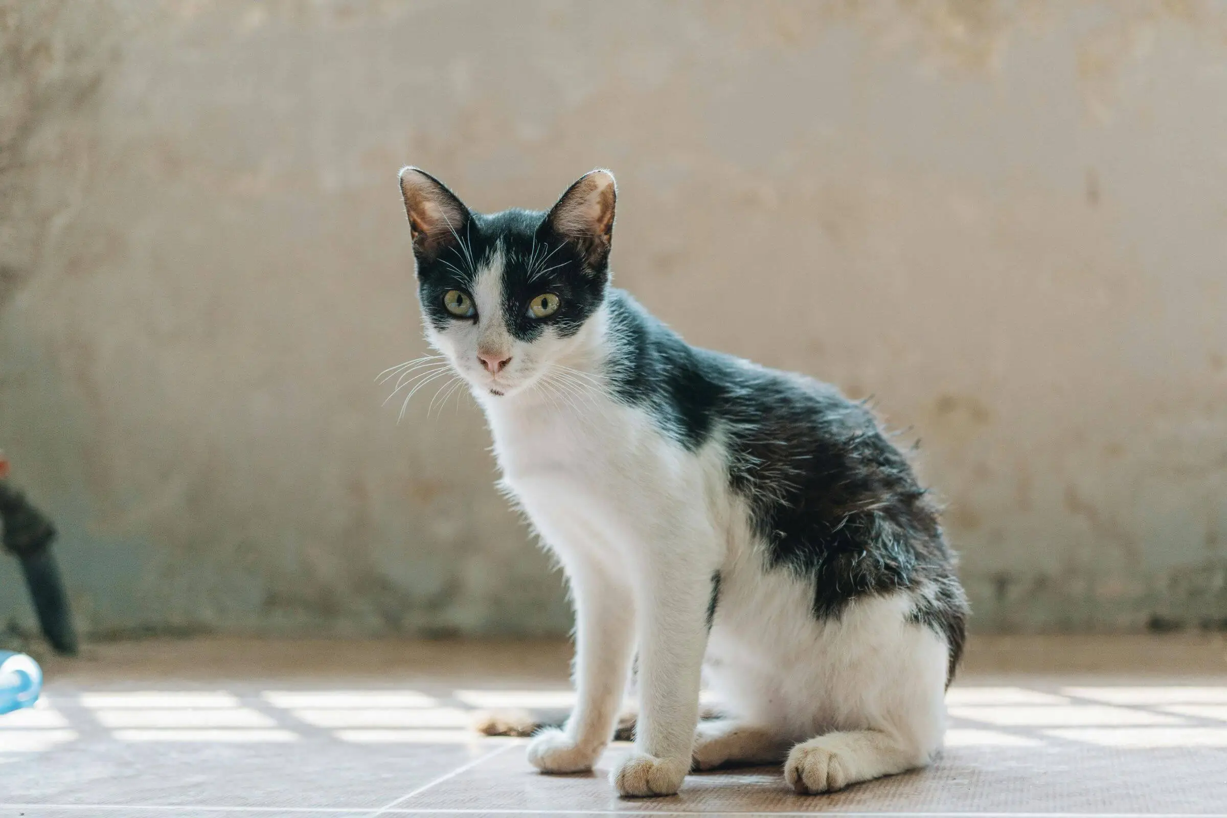 Meu gato está muito magro mesmo comendo bem: por quê? clínica veterinária 24h