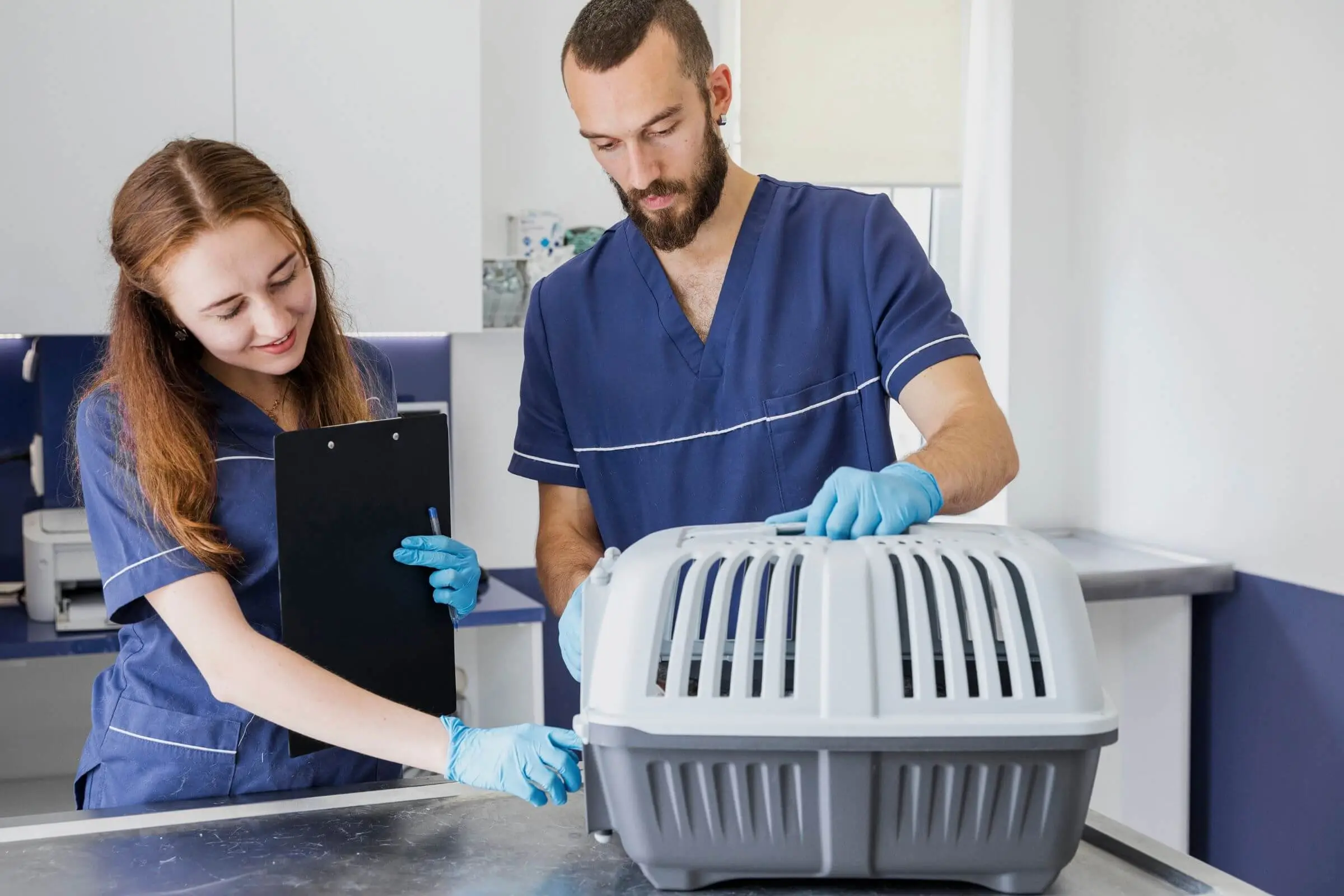 Cuidados pós-castração: o que evitar? clínica veterinária 24h