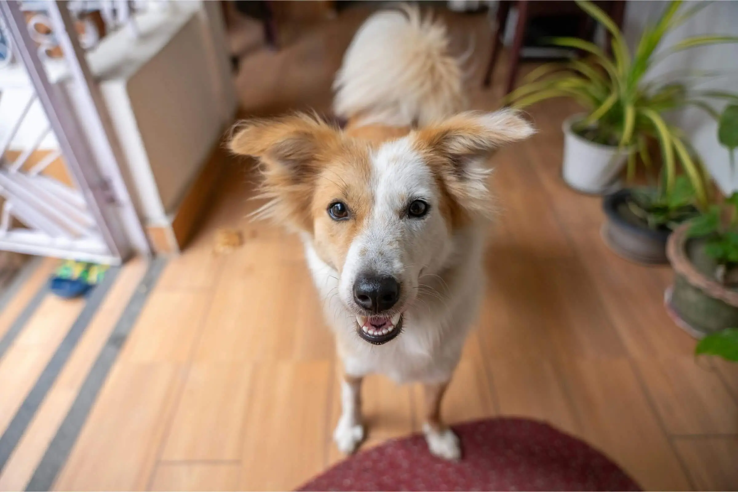 Meu cachorro late demais: tem solução? clínica veterinária 24h