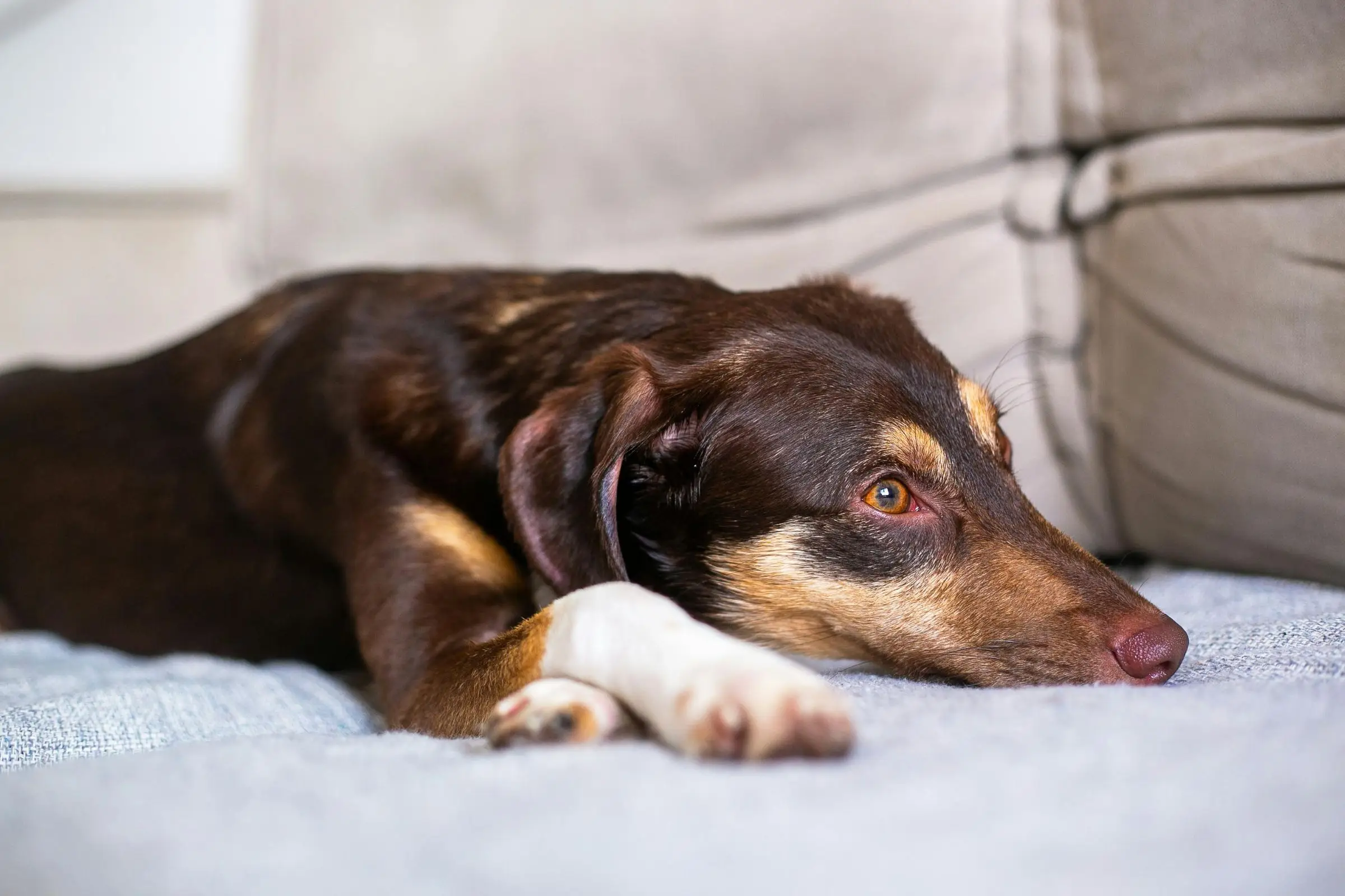 Meu cachorro está muito quieto: é tristeza ou doença? clínica veterinária 24h