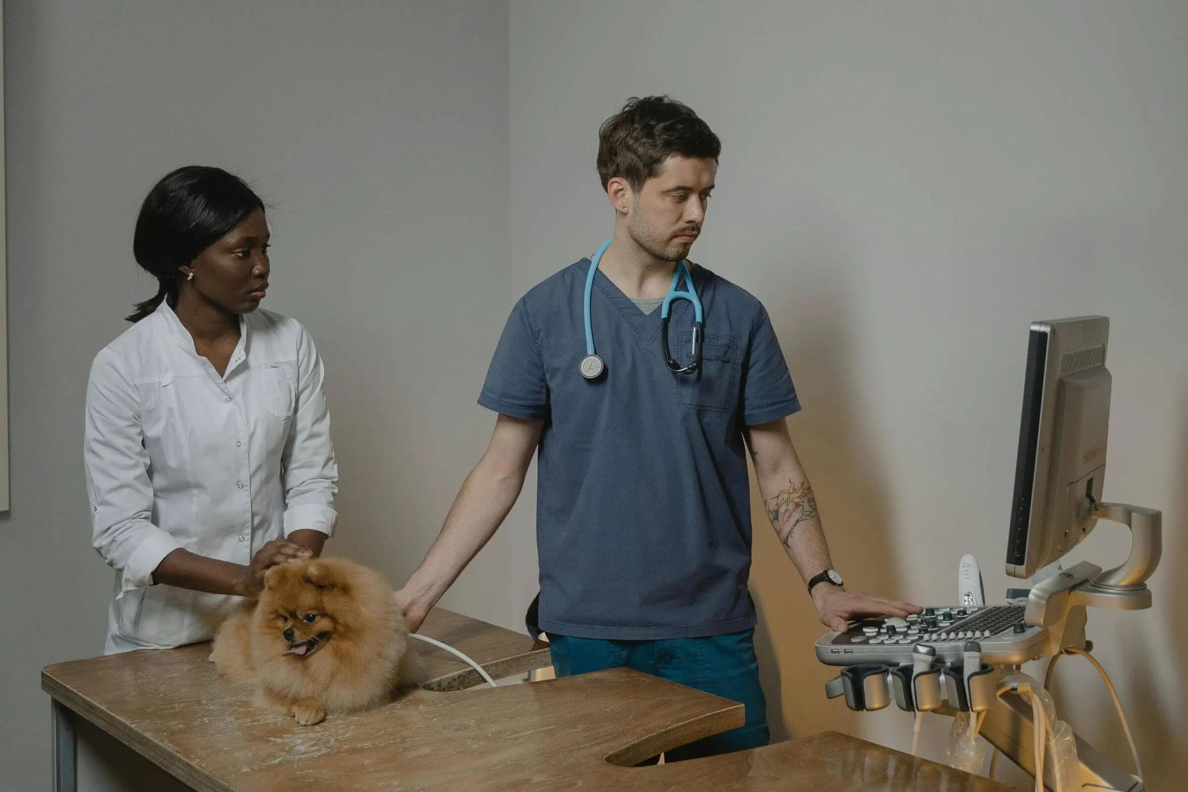 Como é feito o ecocardiograma em pets? clínica veterinária 24h