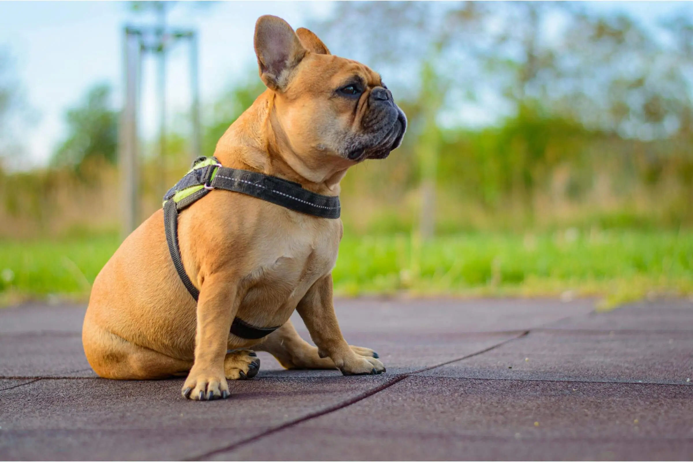 O que significa quando o cachorro se arrasta no chão? clínica veterinária 24h