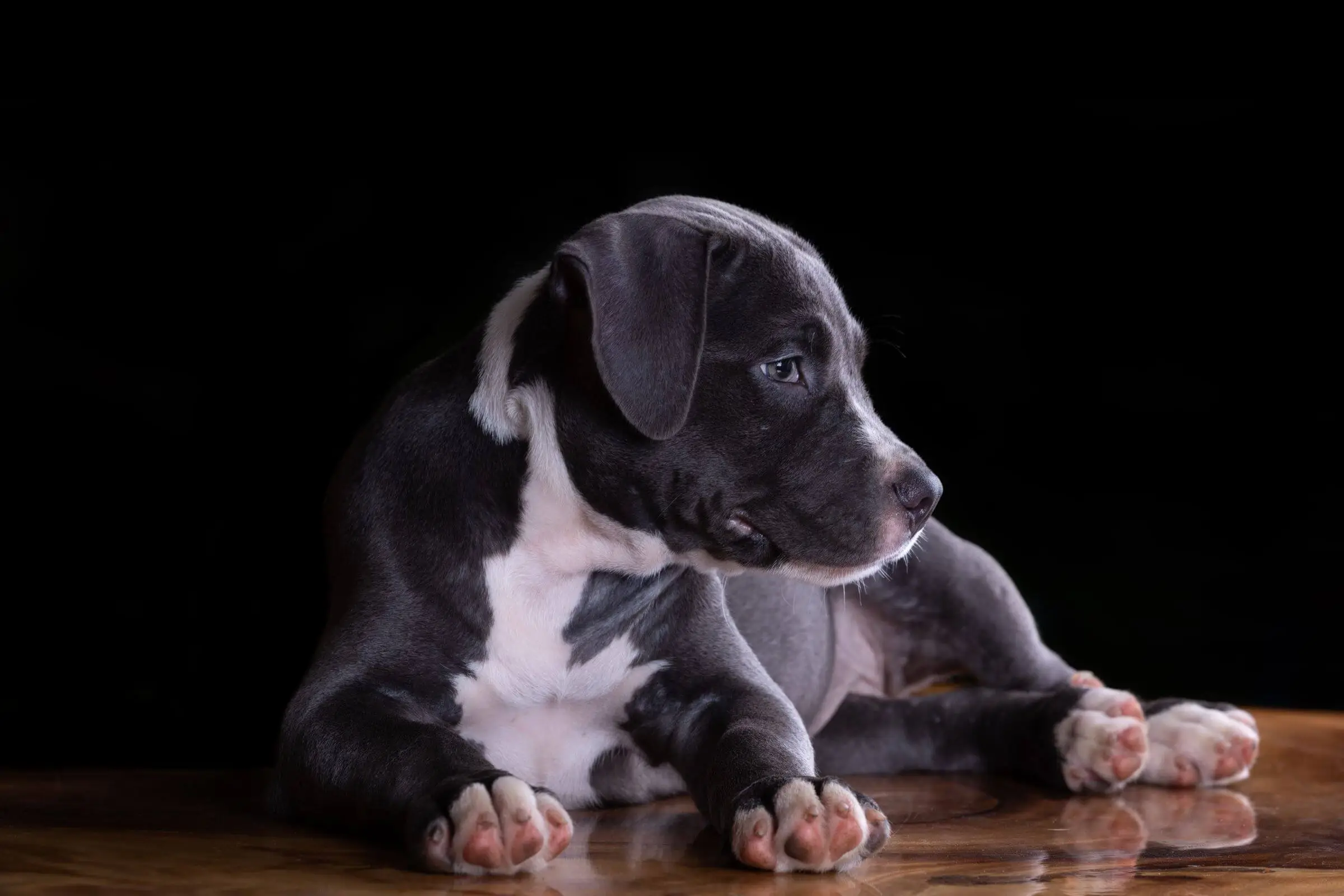 Meu cachorro chora à noite: é ansiedade? clínica veterinária 24h
