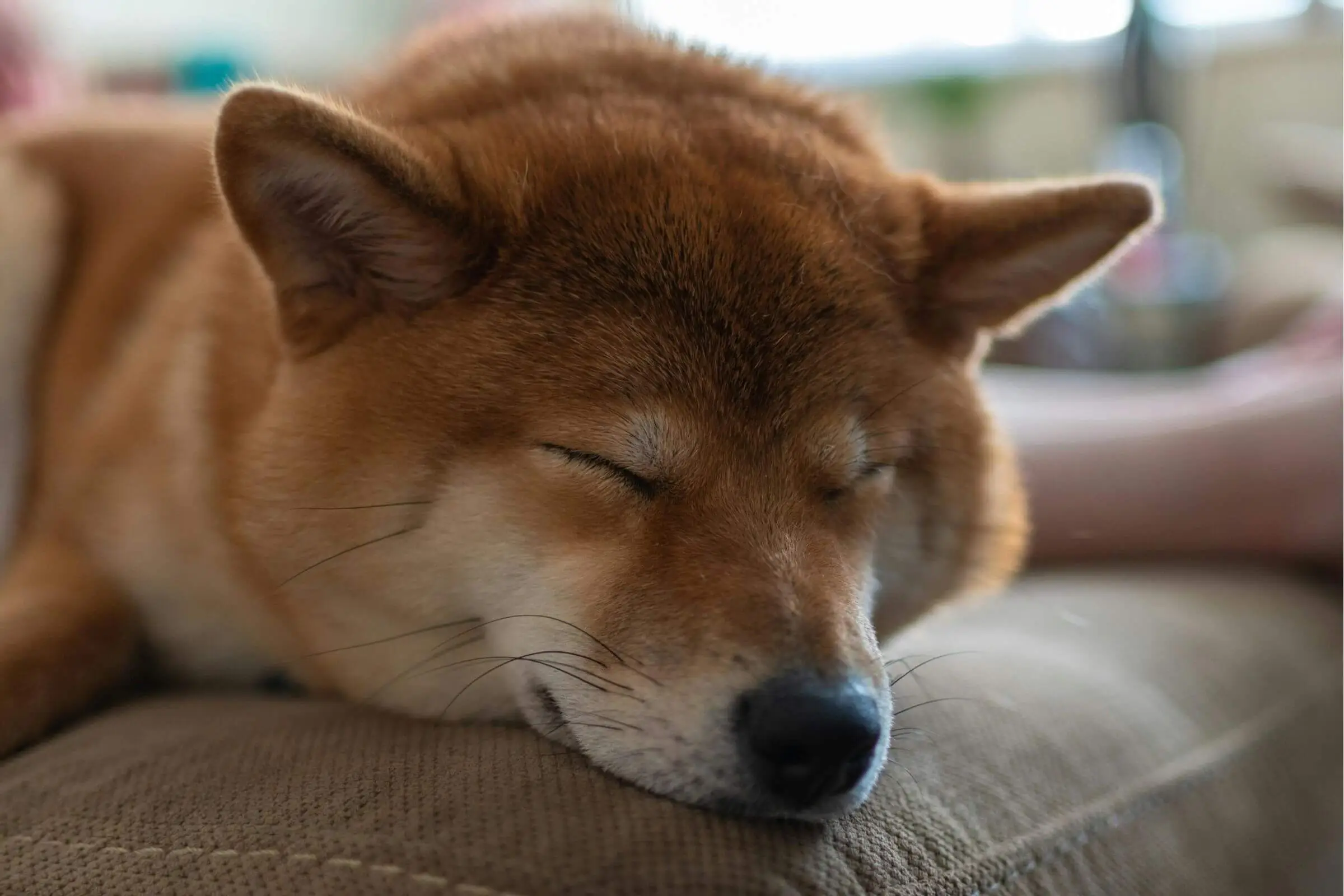 O que significa quando o cachorro respira muito rápido dormindo? clínica veterinária 24h