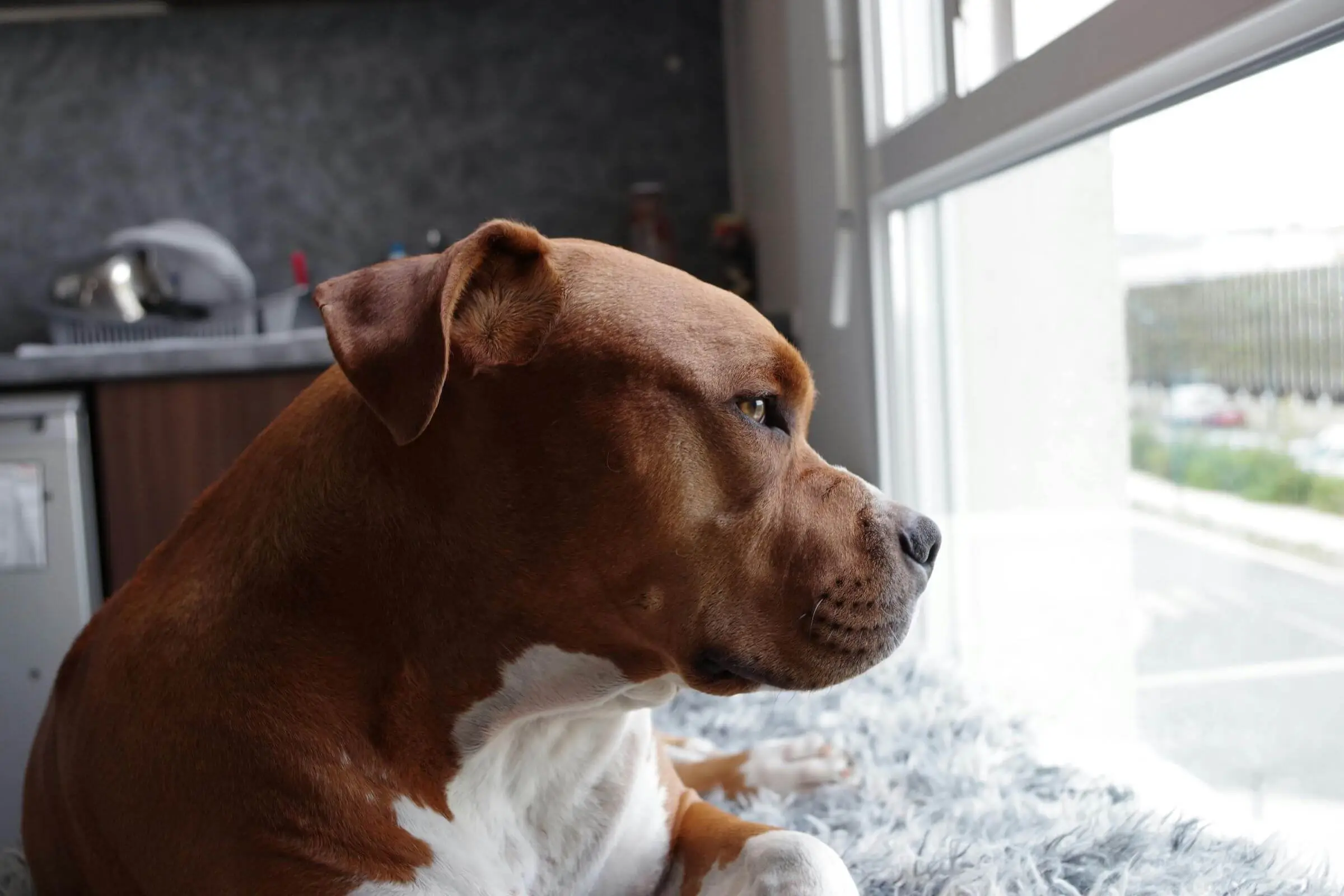 Como saber se meu cachorro está com problema no fígado? clínica veterinária 24h