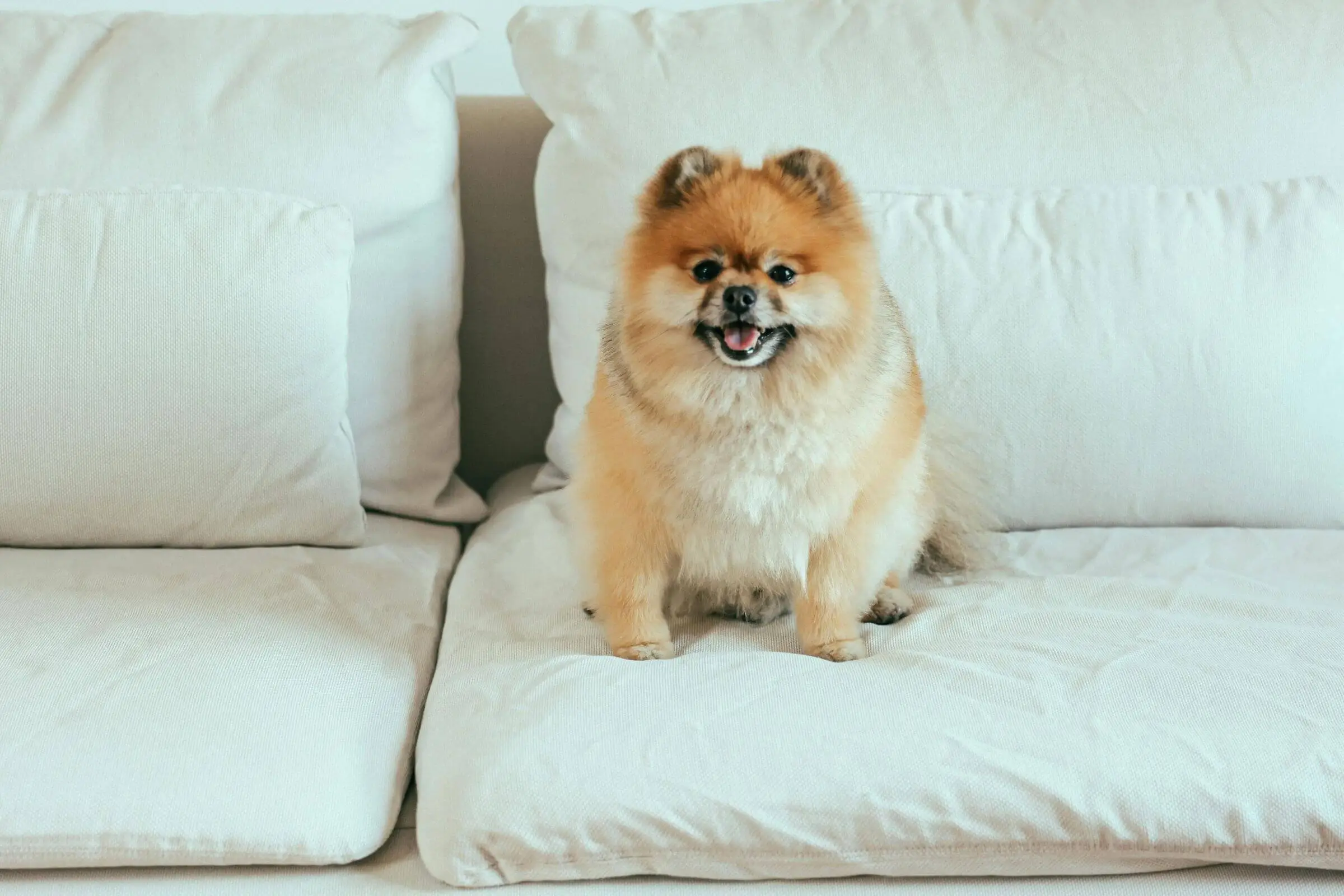 Por que meu cachorro lambe tanto o sofá? clínica veterinária 24h