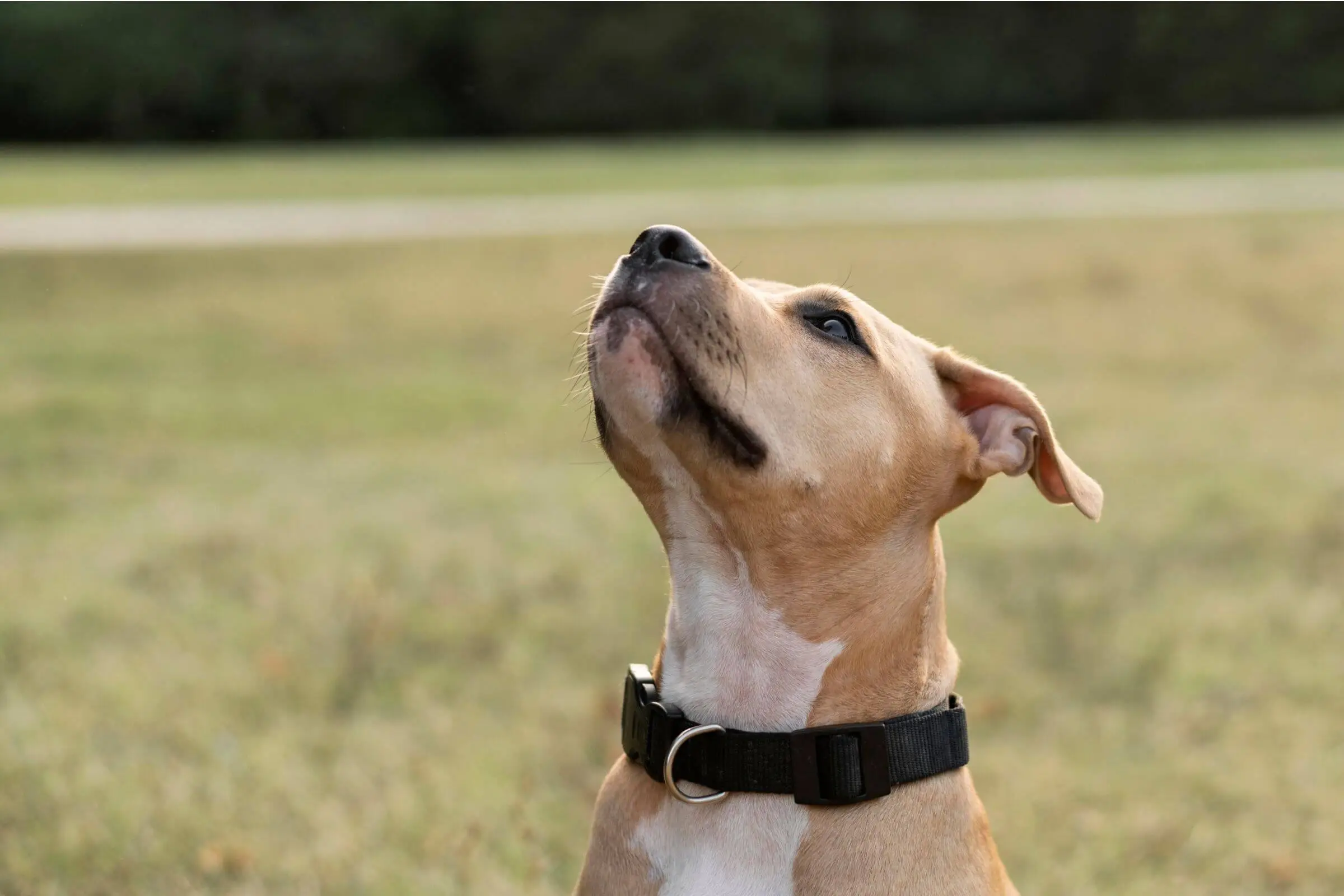 Meu cachorro está coçando a orelha: pode ser otite? clínica veterinária 24h