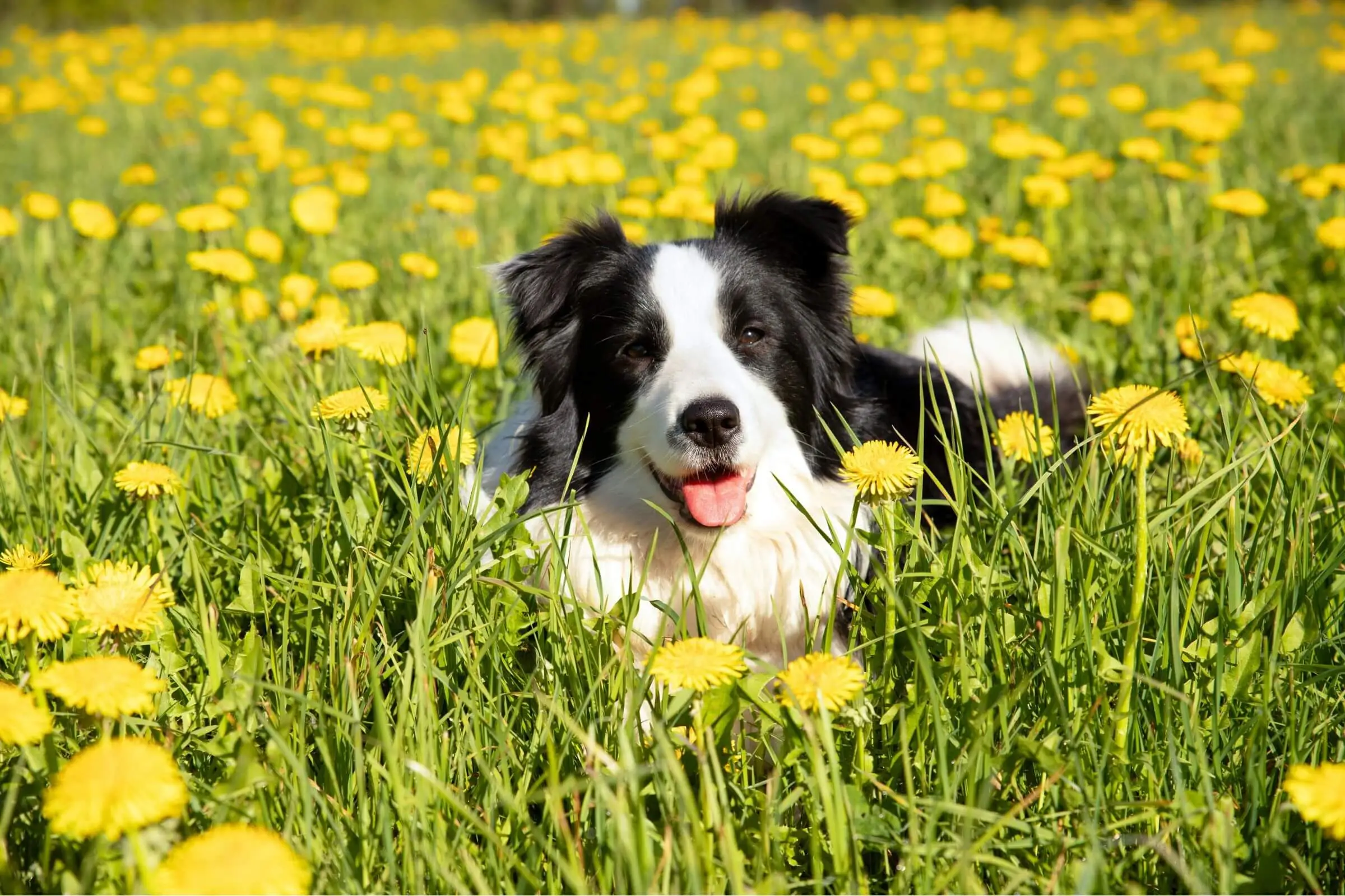 O que fazer se o cachorro comer planta tóxica? clínica veterinária 24h