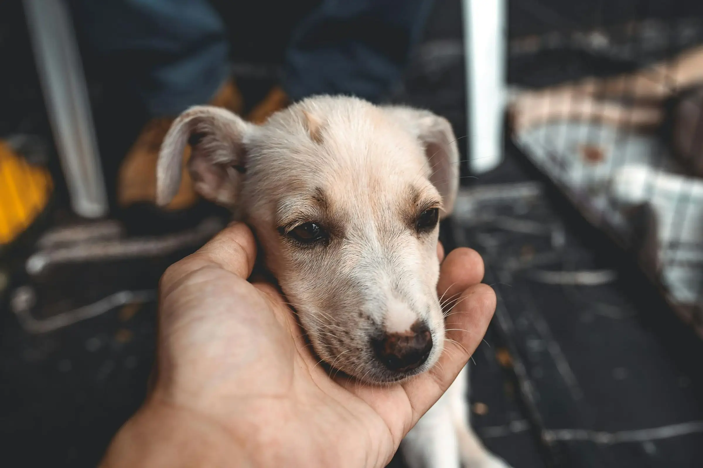 Emergências alérgicas em pets: anafilaxia no atendimento veterinário, clínica veterinária 24h