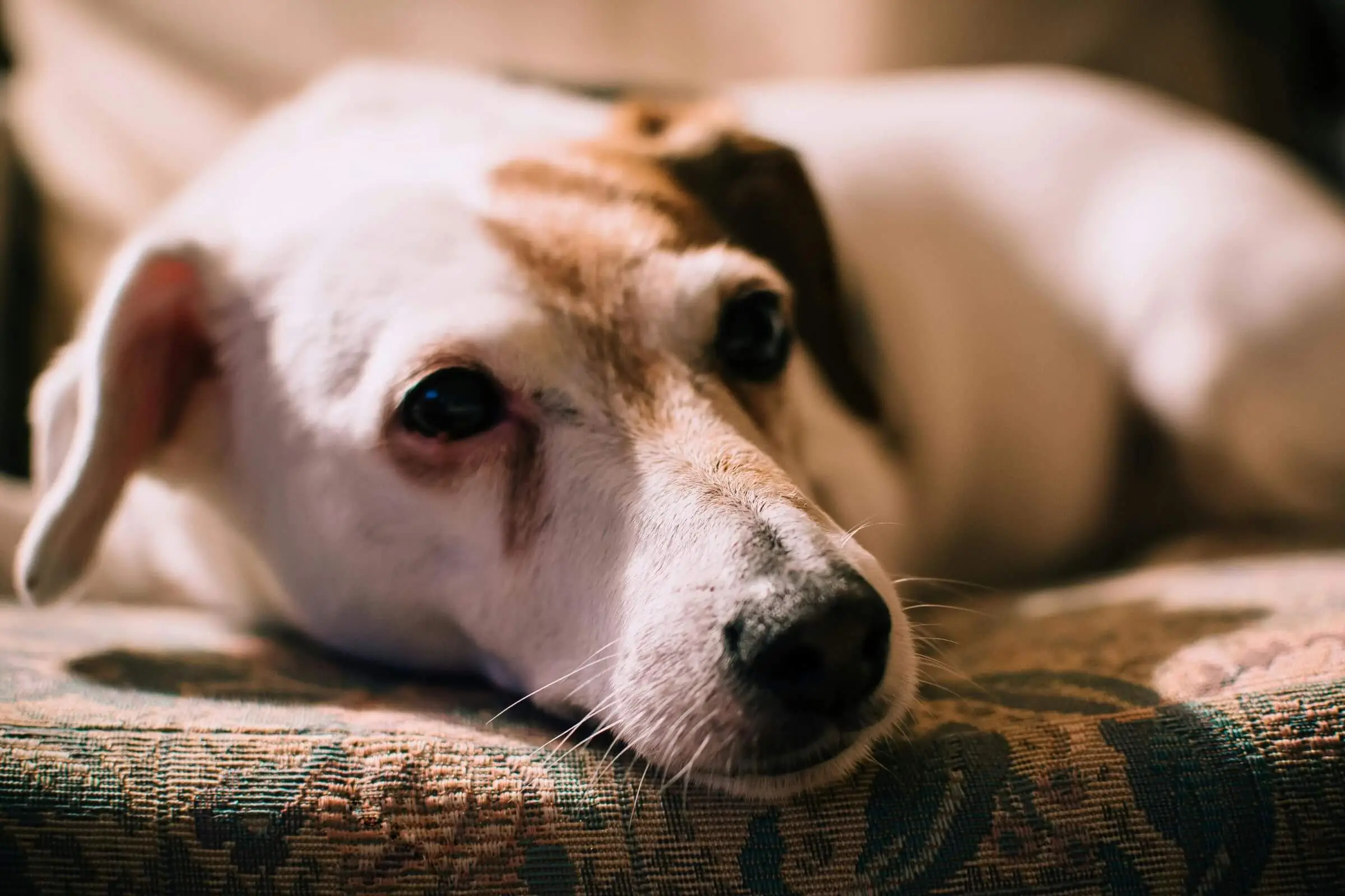 Meu cachorro está triste depois da castração: é normal? clínica veterinária 24h