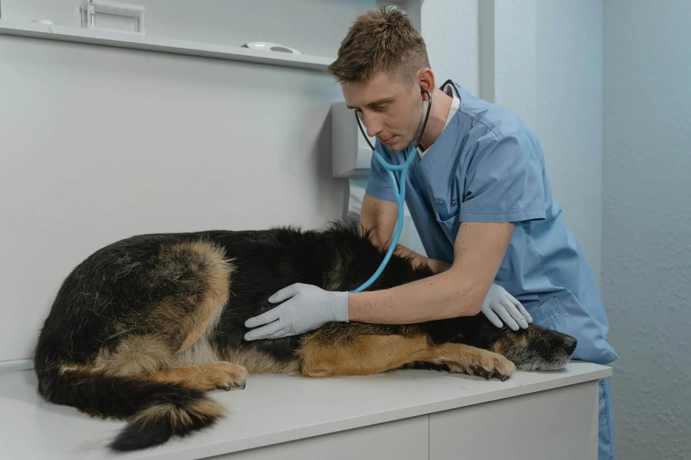 Quais doenças mais chegam no veterinário 24h? clínica veterinária 24h