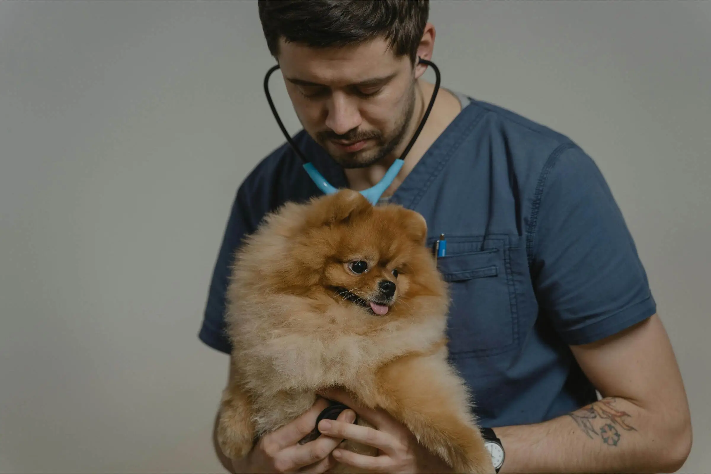 Qual a diferença entre pronto-atendimento e emergência? clínica veterinária 24h